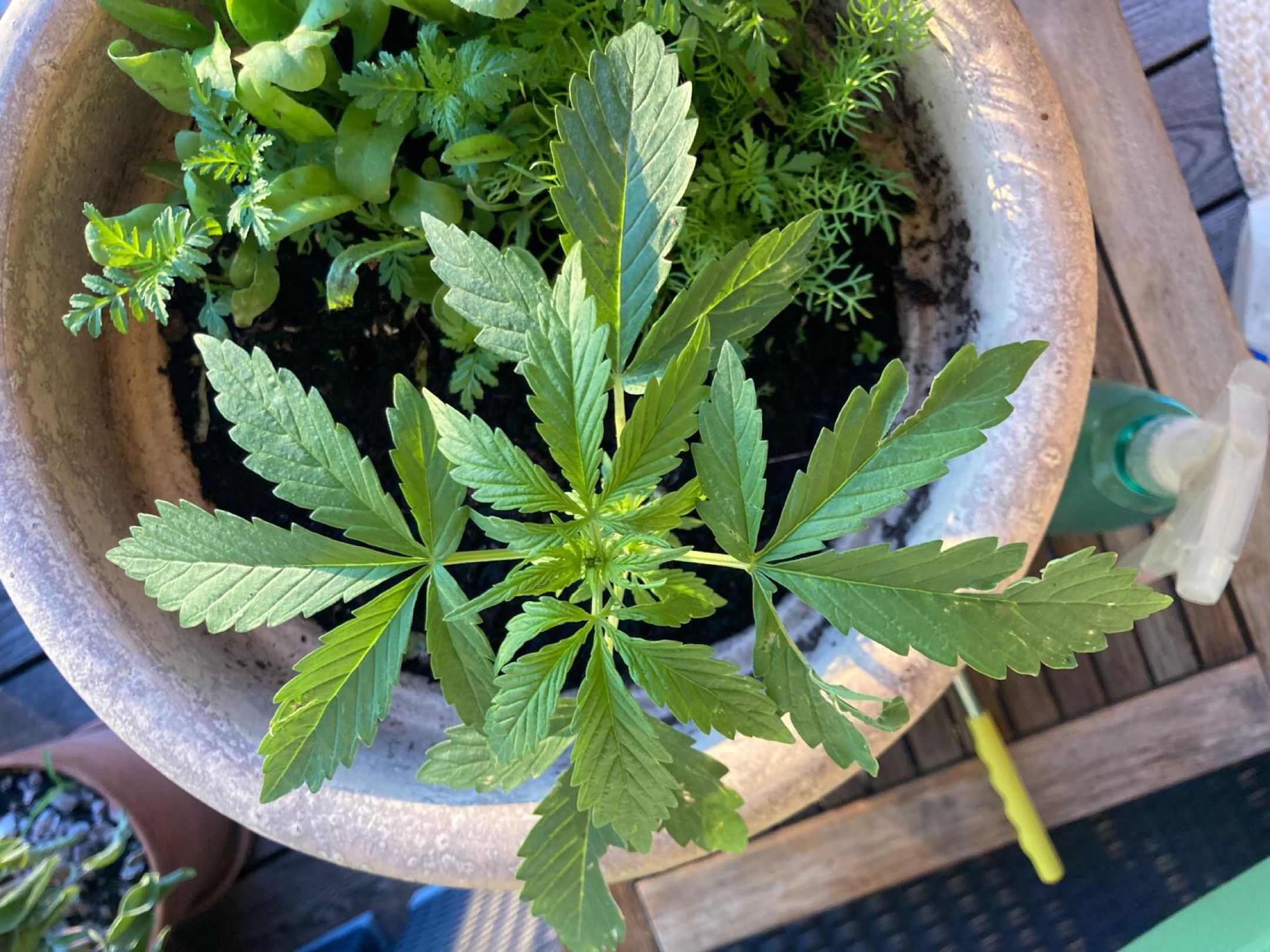 Lemon Wonder Automatic growlog photo 29