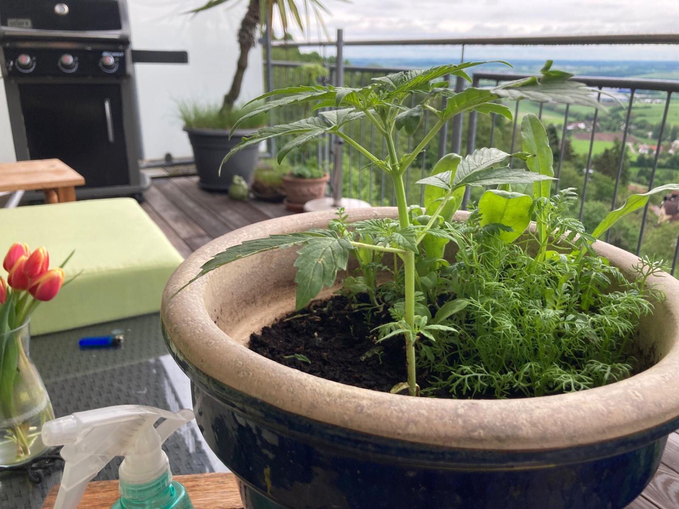 Lemon Wonder Automatic growlog photo 30