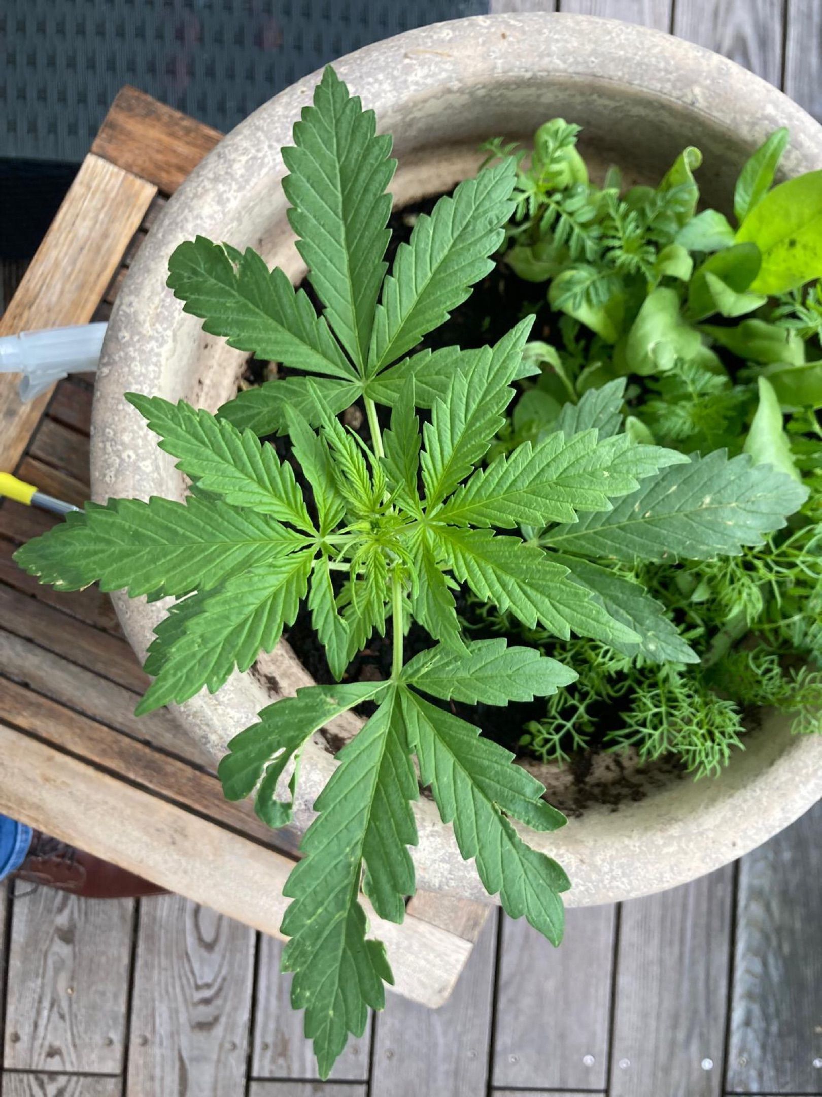 Lemon Wonder Automatic growlog photo 31