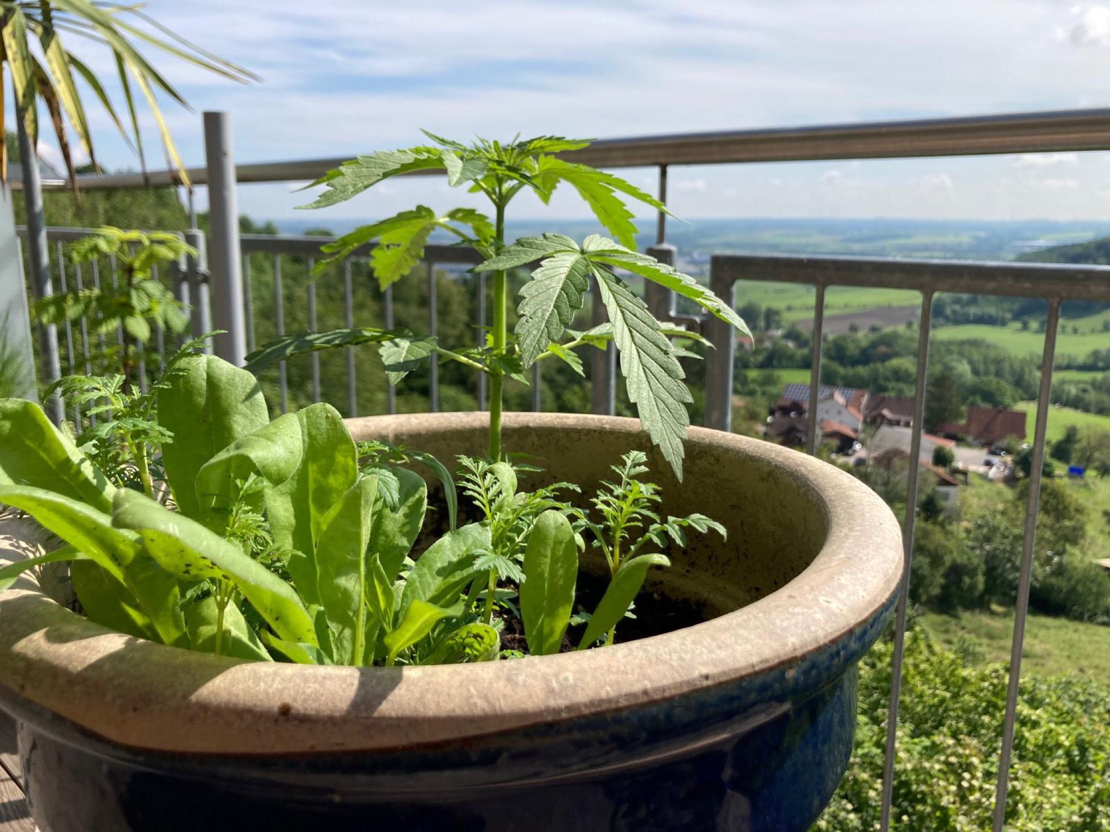 Lemon Wonder Automatic growlog photo 33