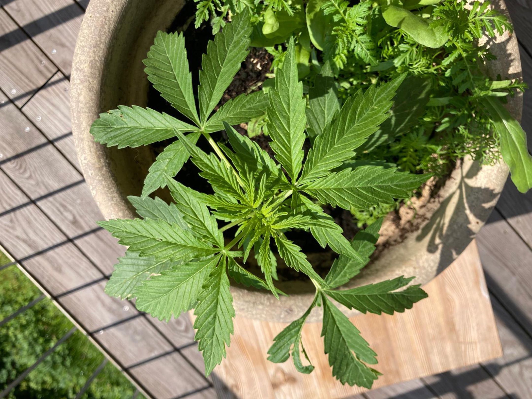 Lemon Wonder Automatic growlog photo 32