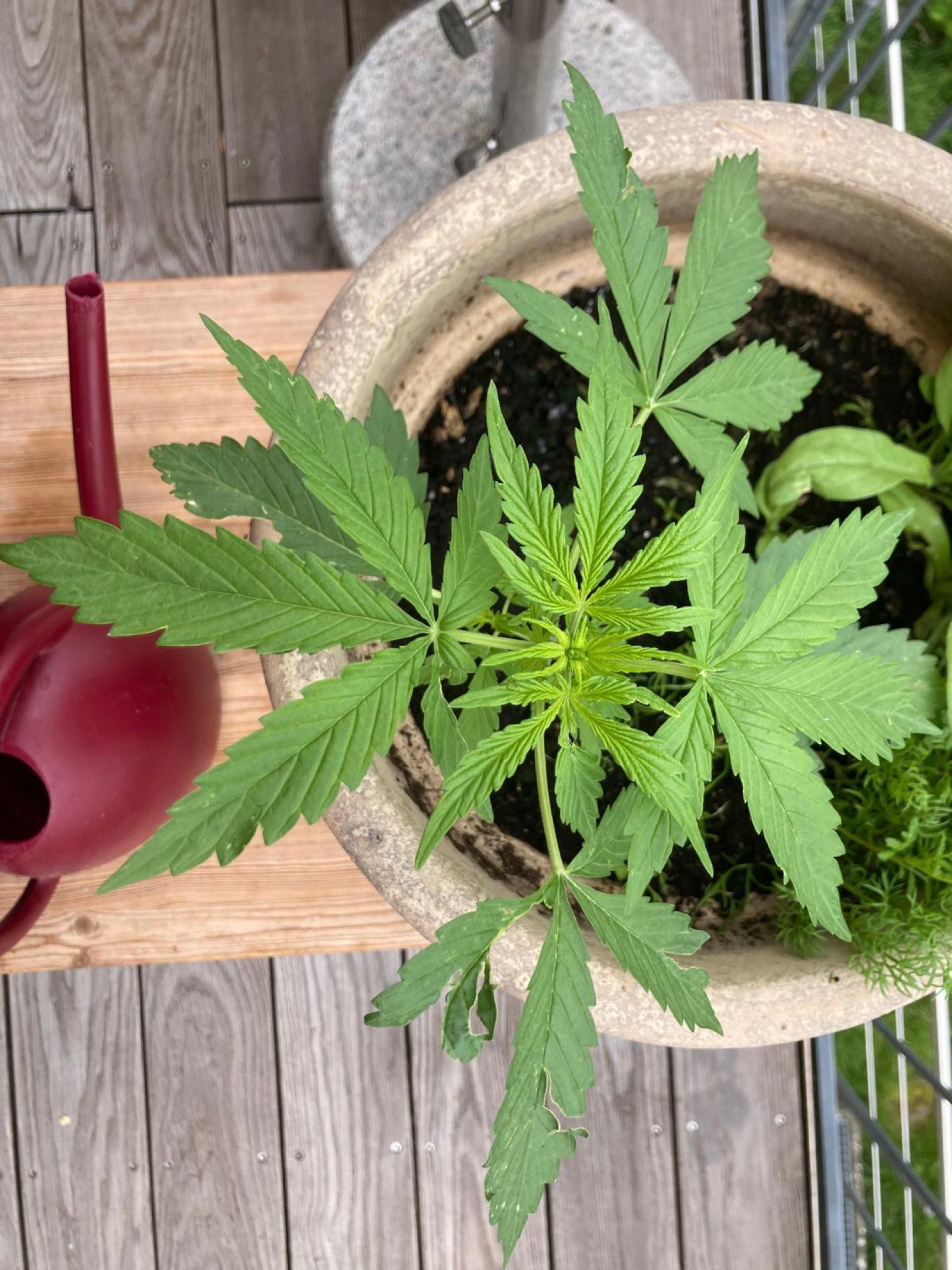 Lemon Wonder Automatic growlog photo 34