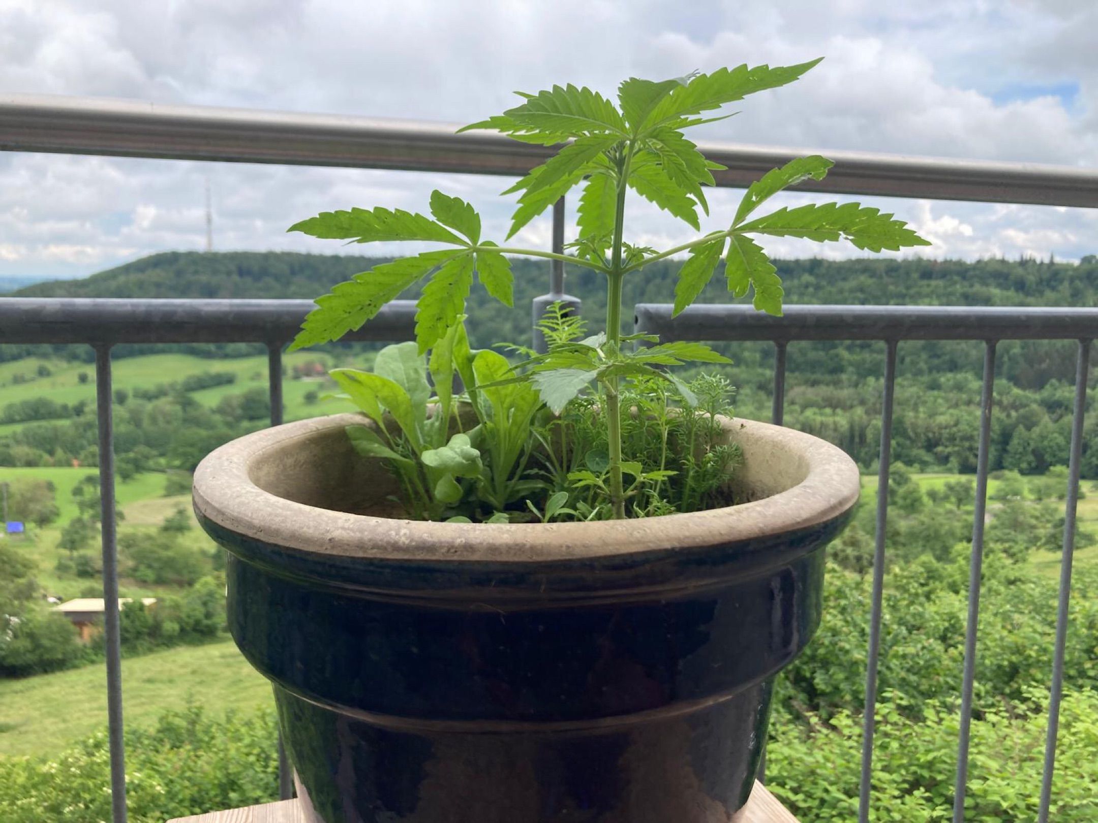 Lemon Wonder Automatic growlog photo 35