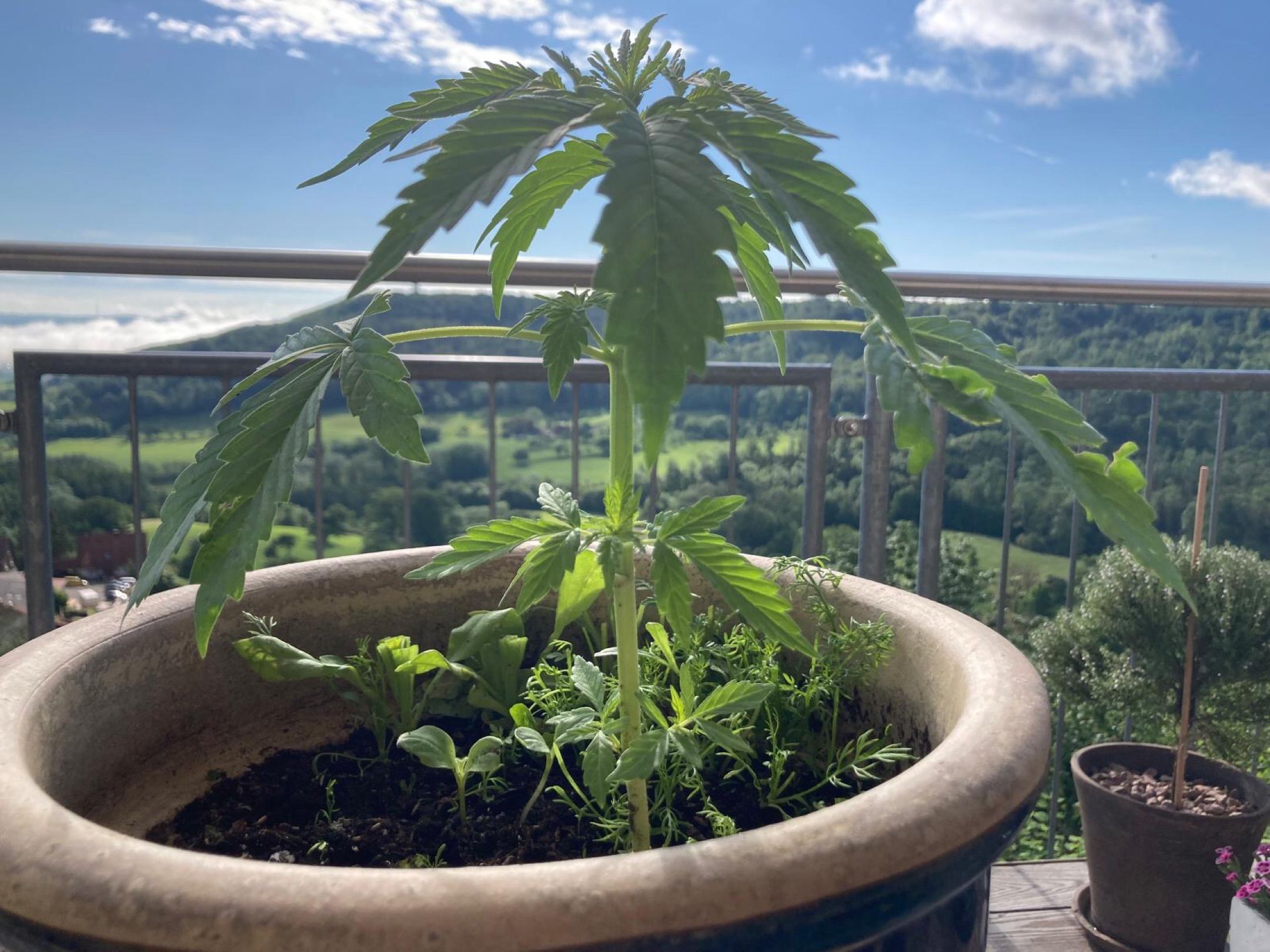 Lemon Wonder Automatic growlog photo 36