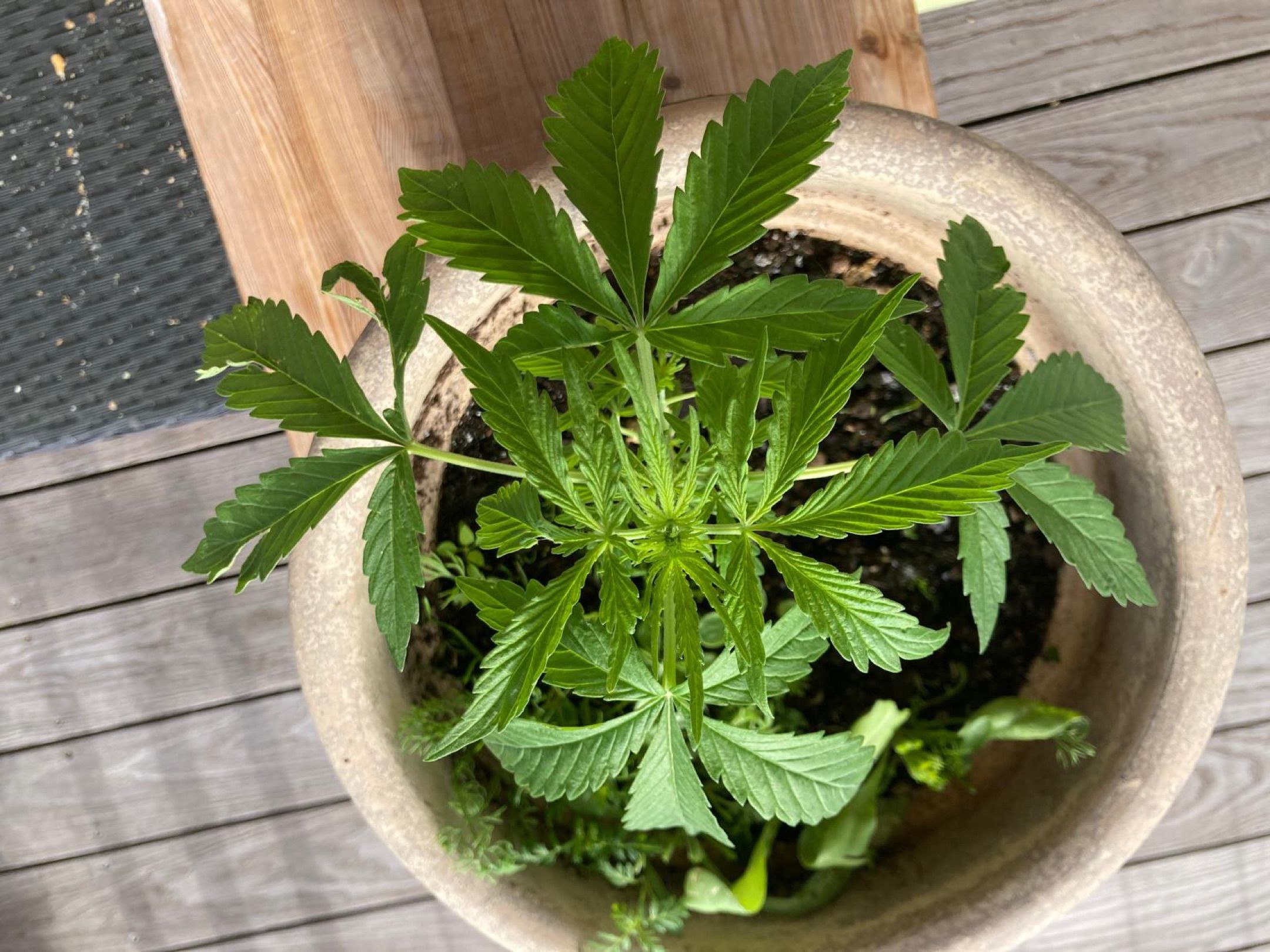 Lemon Wonder Automatic growlog photo 37