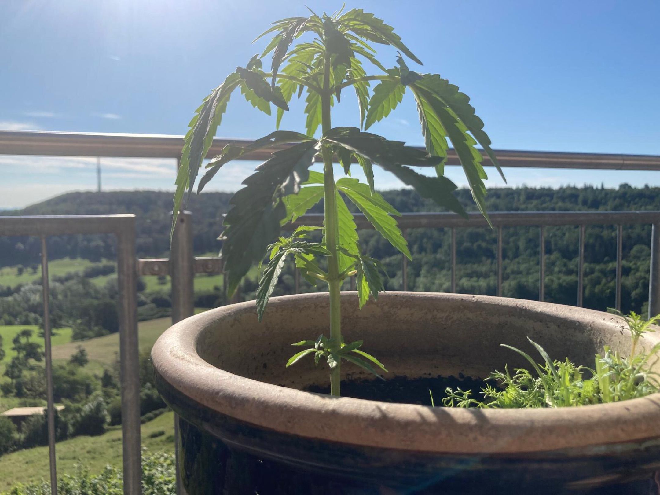 Lemon Wonder Automatic growlog photo 38