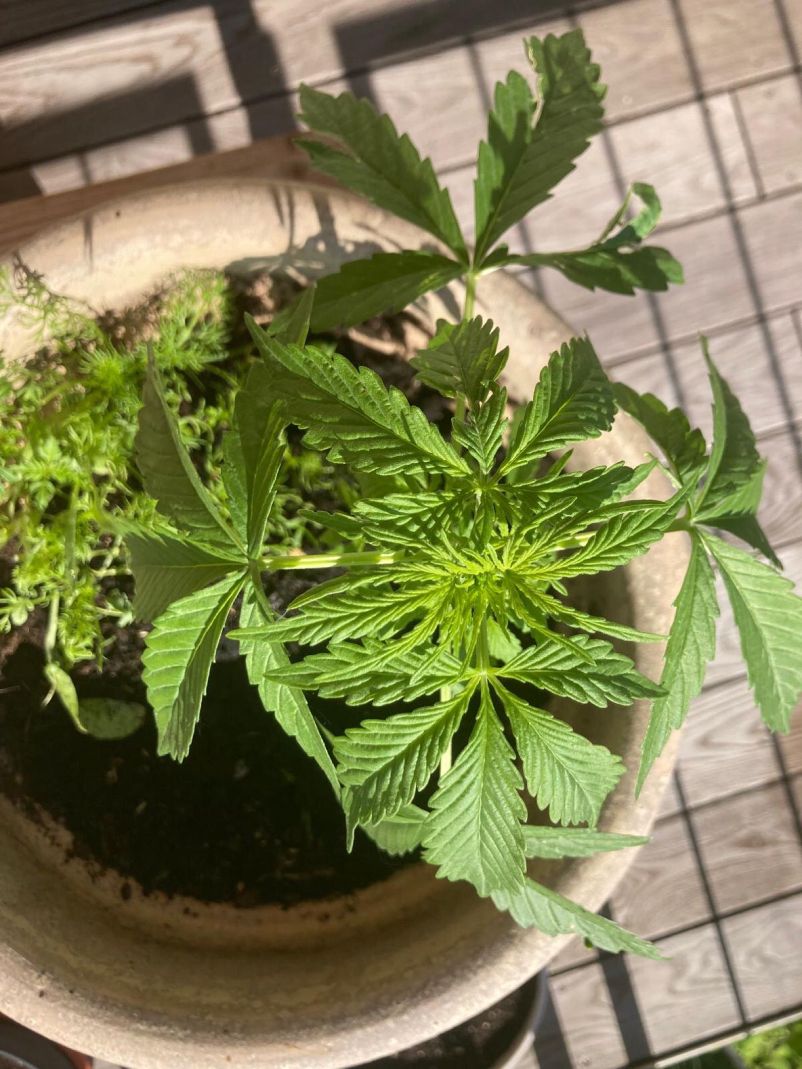 Lemon Wonder Automatic growlog photo 39