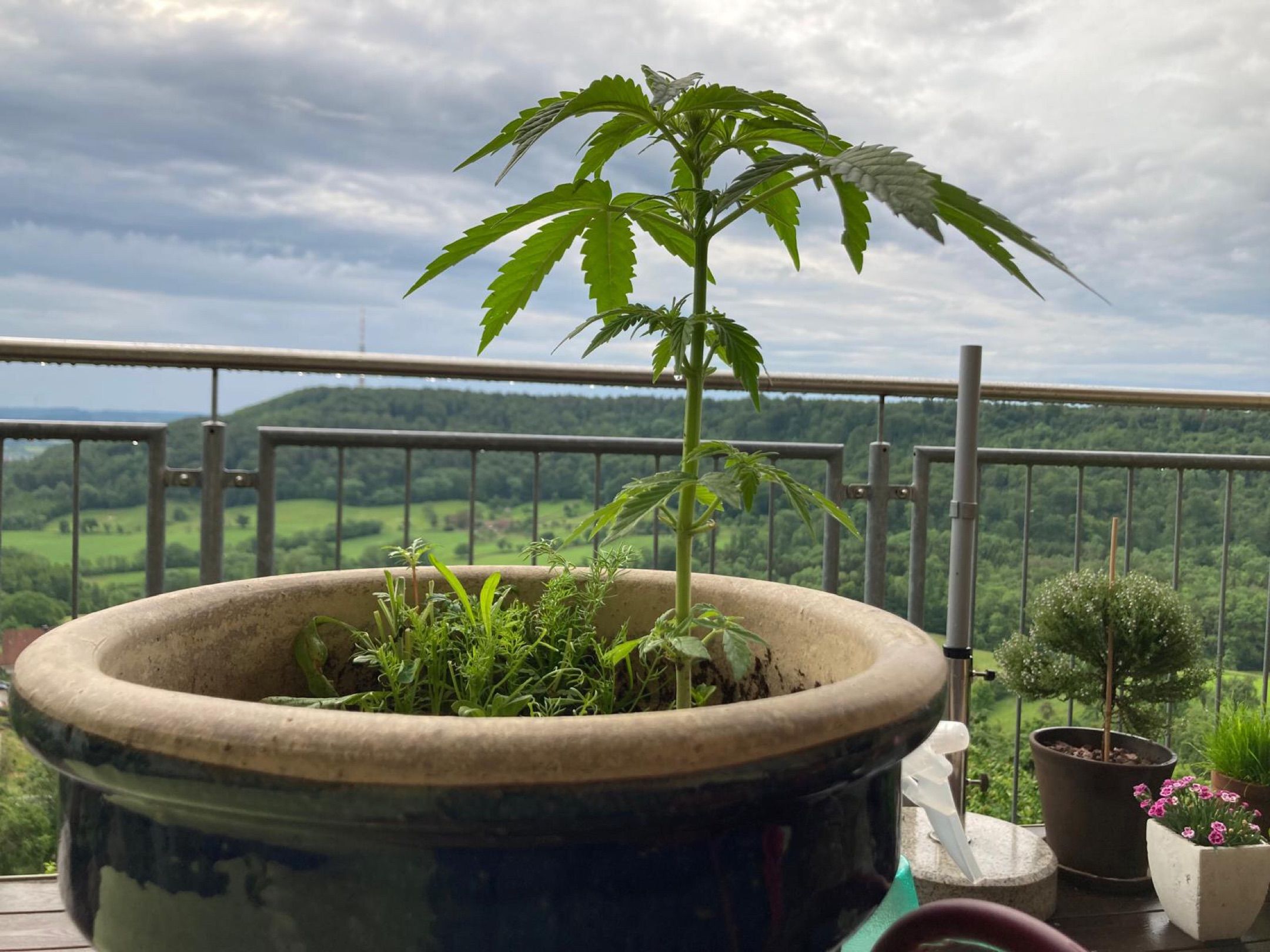 Lemon Wonder Automatic growlog photo 40