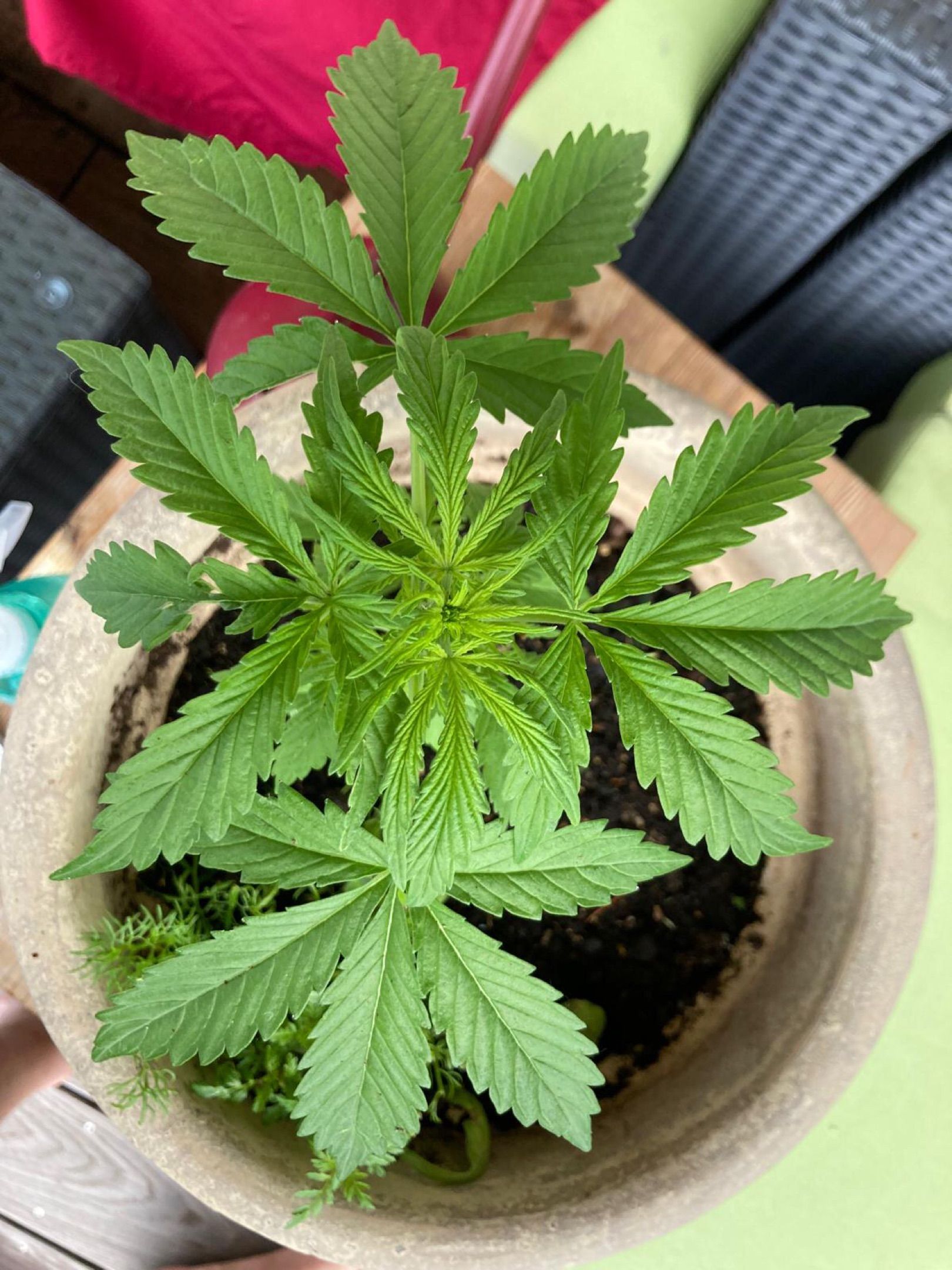 Lemon Wonder Automatic growlog photo 41