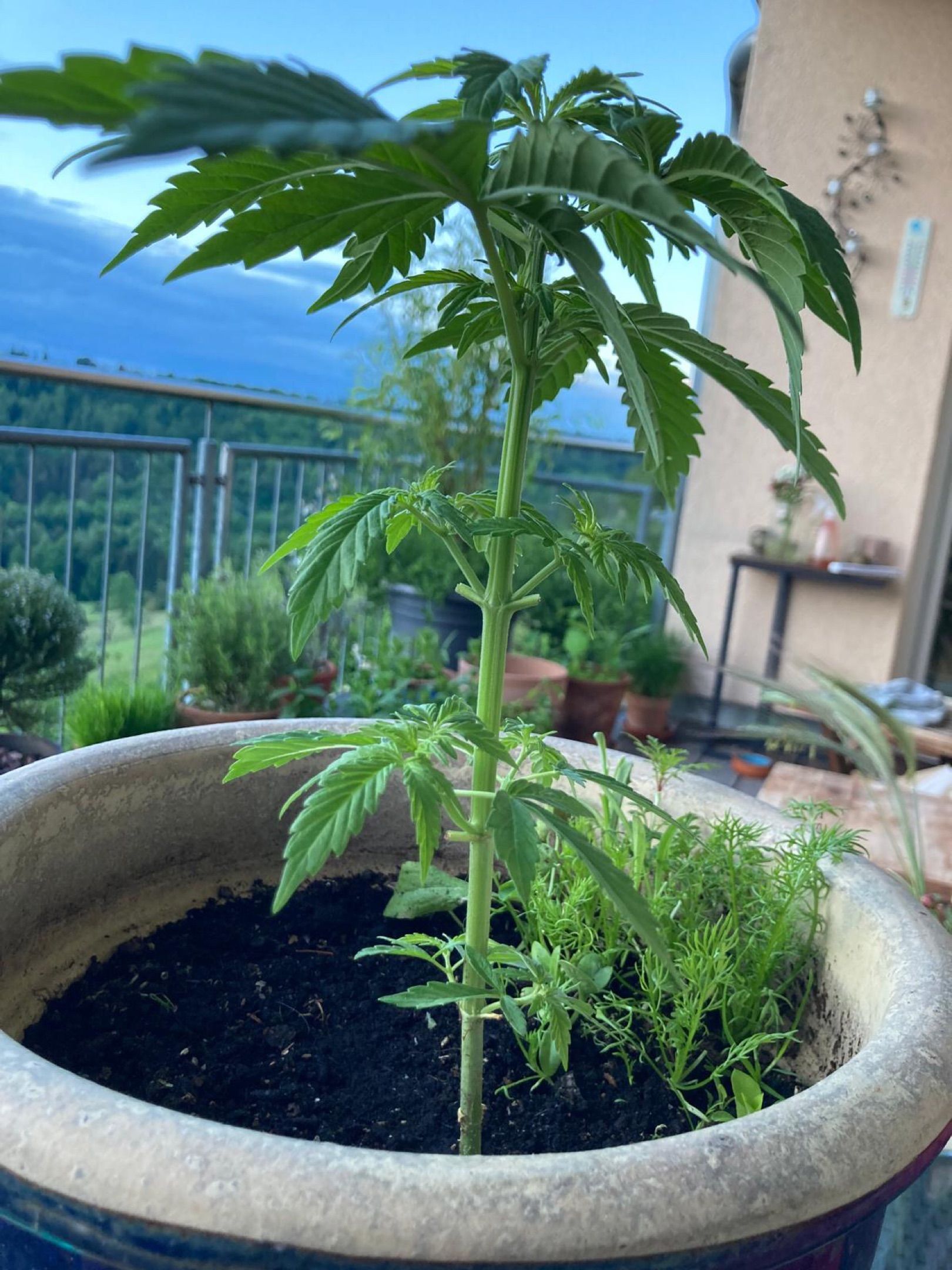 Lemon Wonder Automatic growlog photo 43