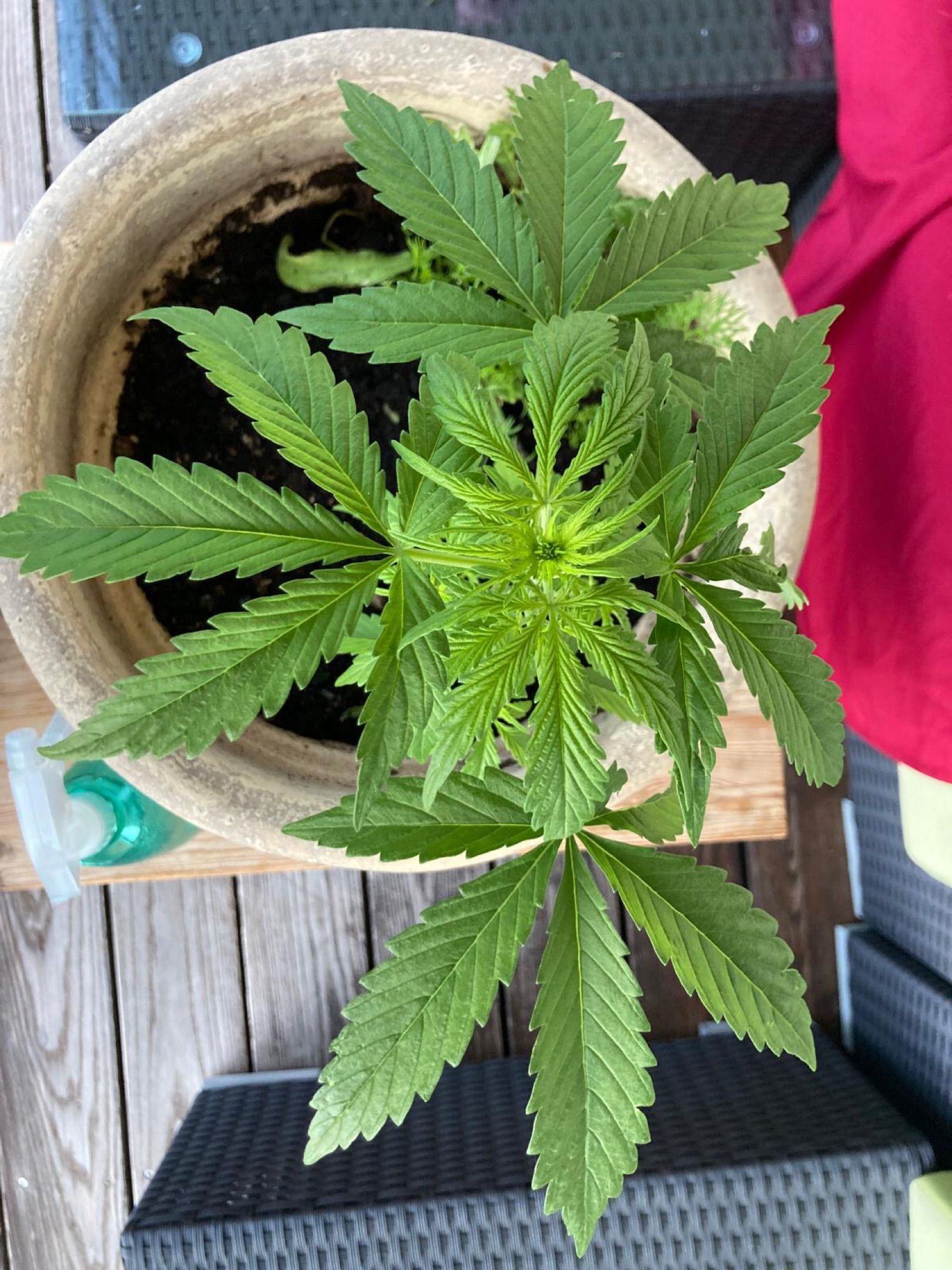 Lemon Wonder Automatic growlog photo 42