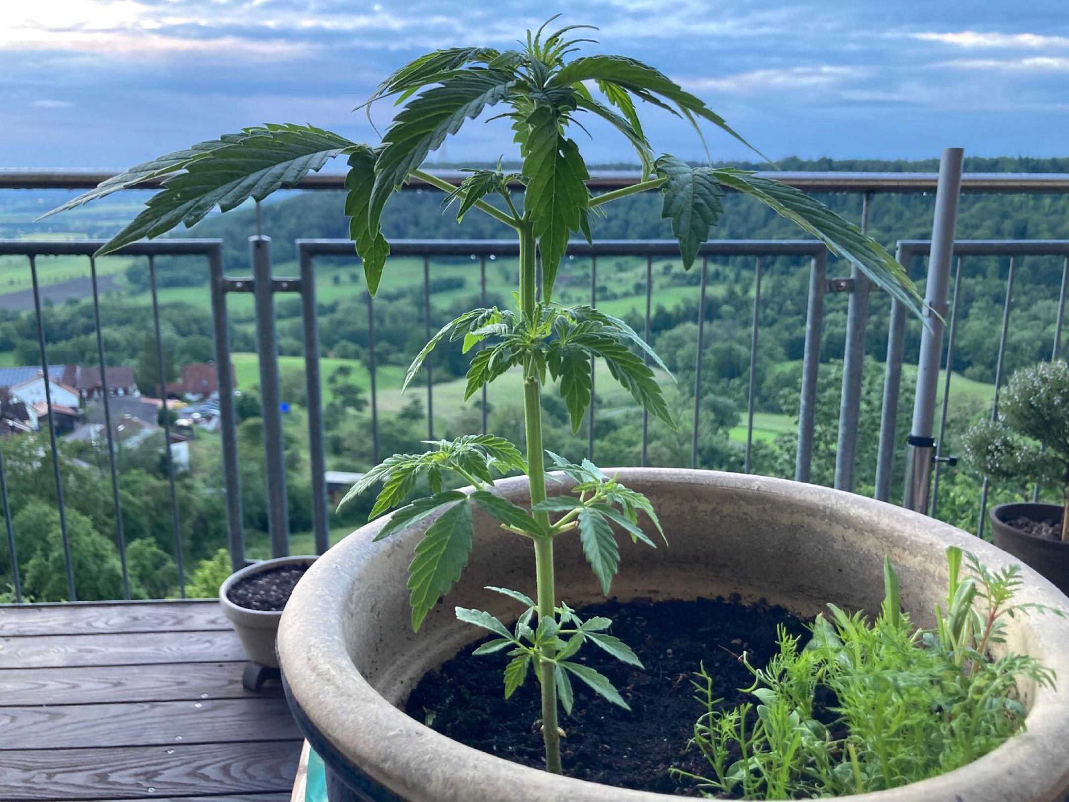 Lemon Wonder Automatic growlog photo 44