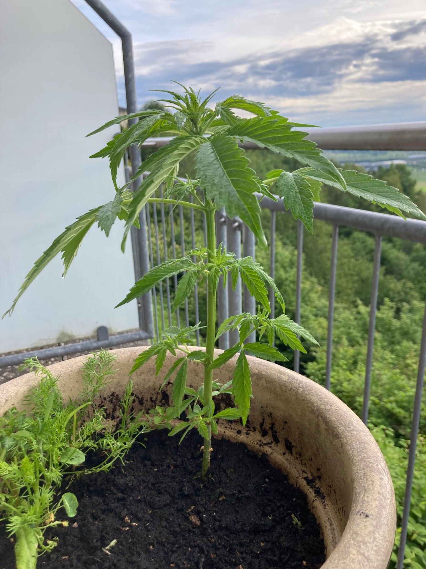 Lemon Wonder Automatic growlog photo 45