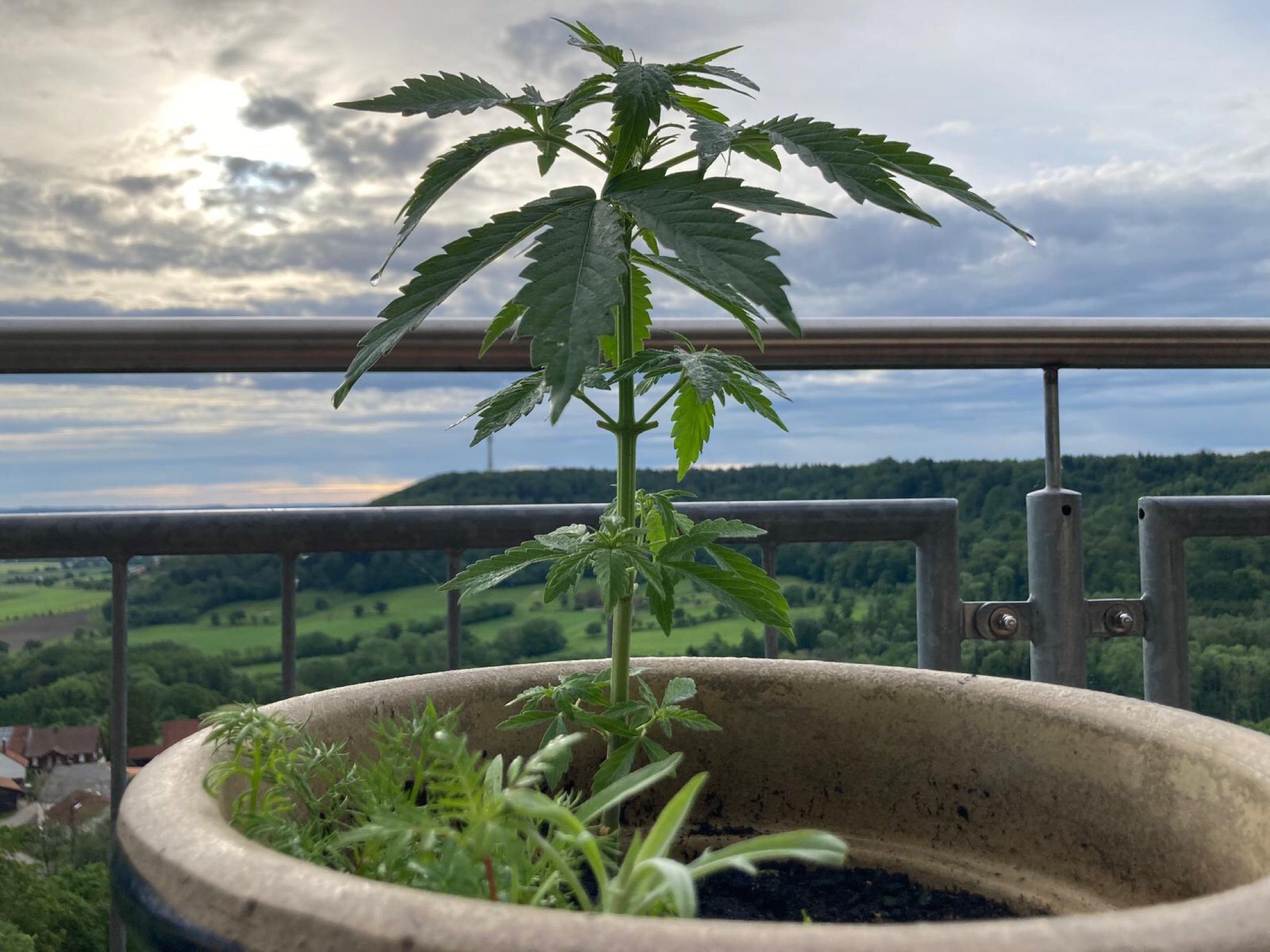 Lemon Wonder Automatic growlog photo 46