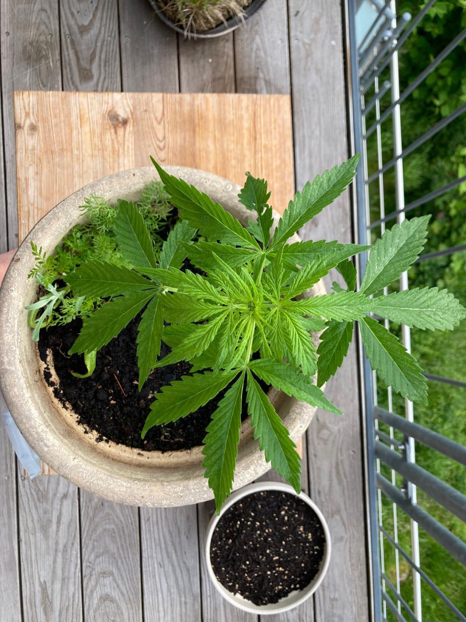 Lemon Wonder Automatic growlog photo 47