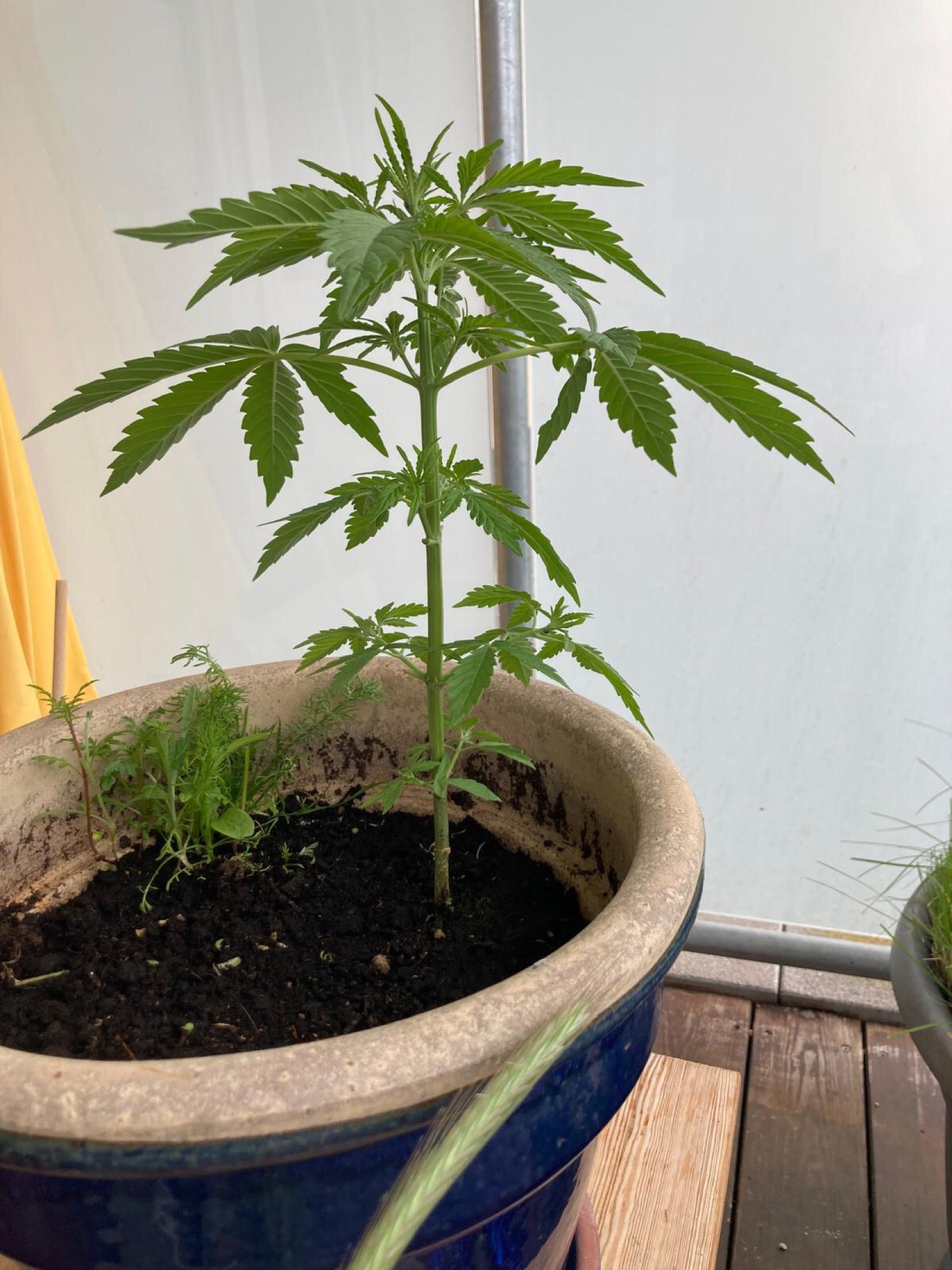 Lemon Wonder Automatic growlog photo 48