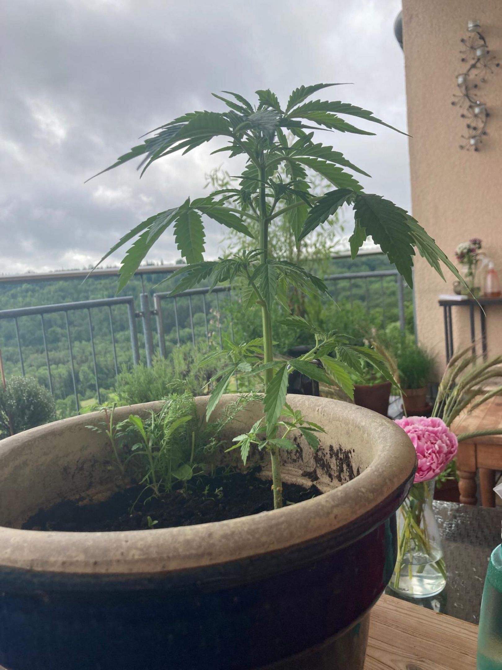 Lemon Wonder Automatic growlog photo 49