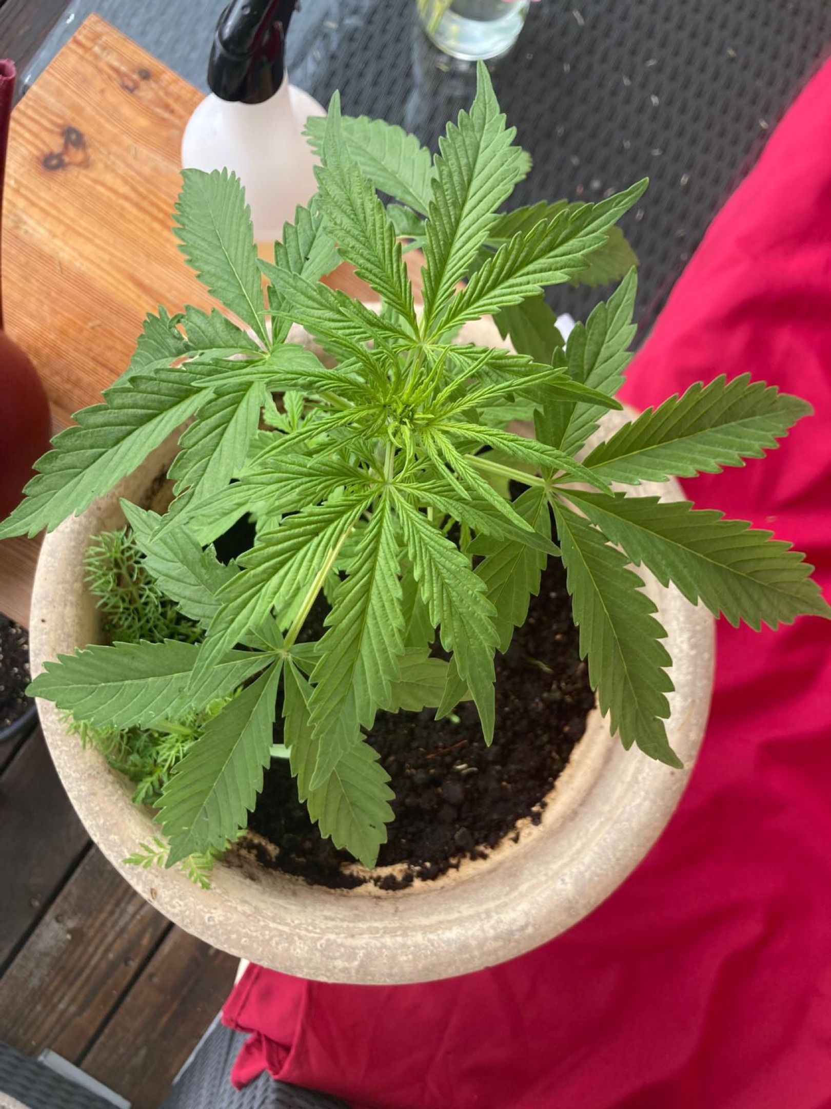 Lemon Wonder Automatic growlog photo 50