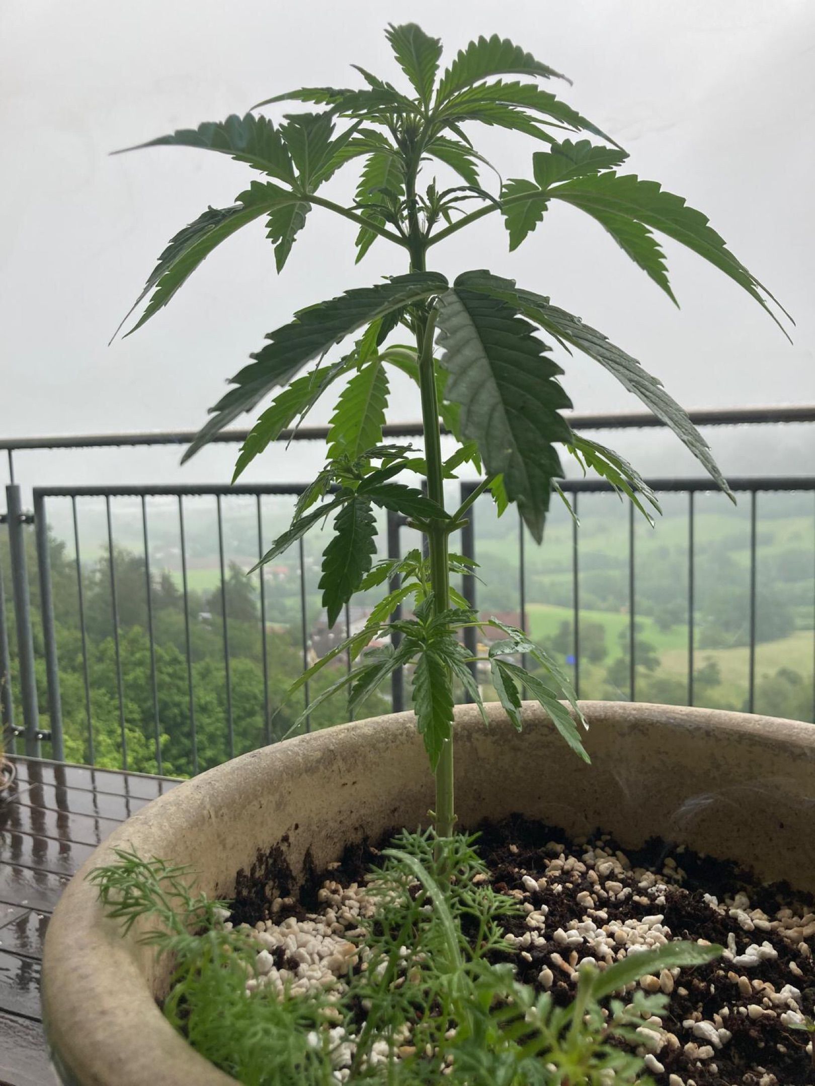 Lemon Wonder Automatic growlog photo 51