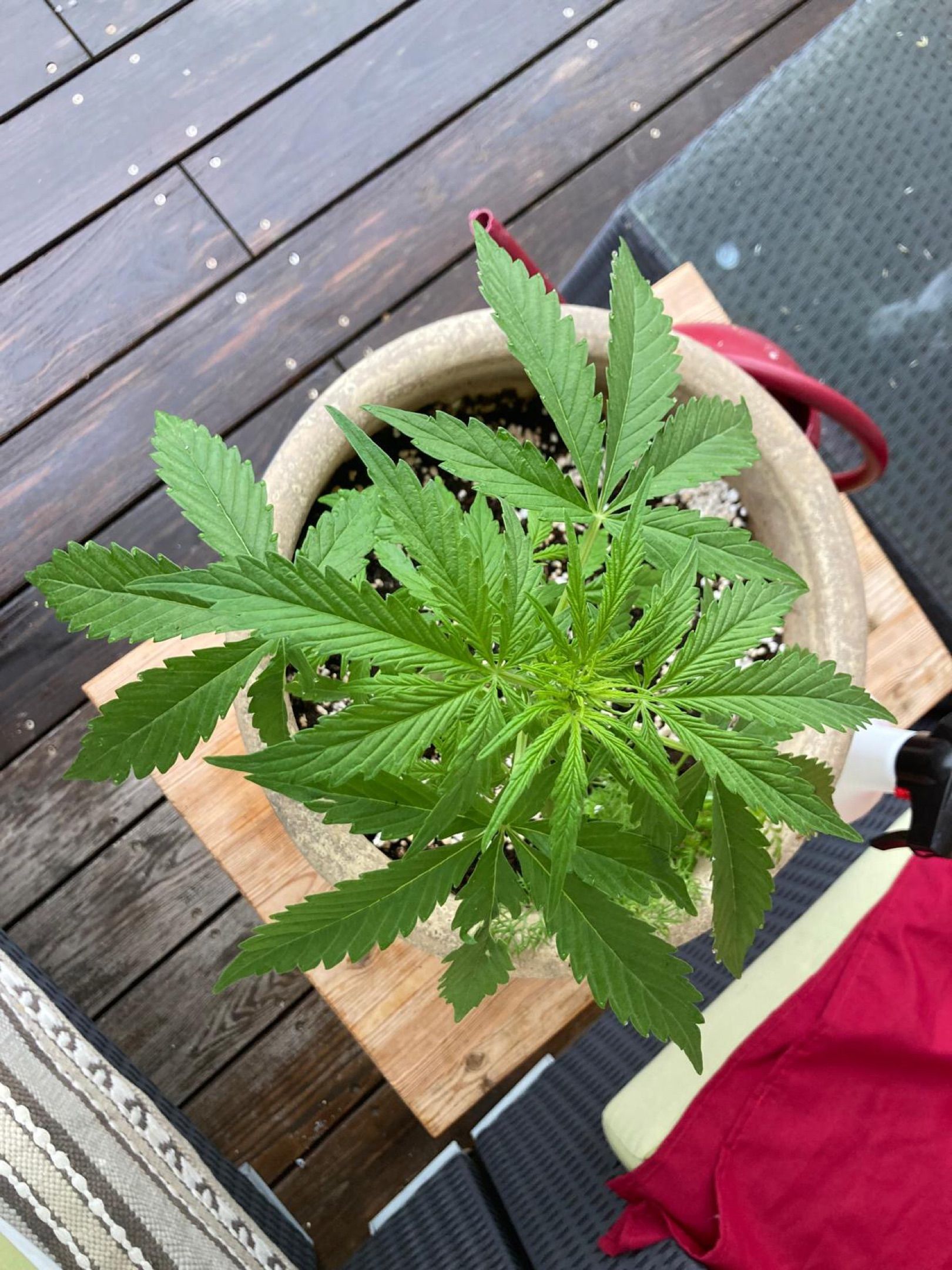 Lemon Wonder Automatic growlog photo 52