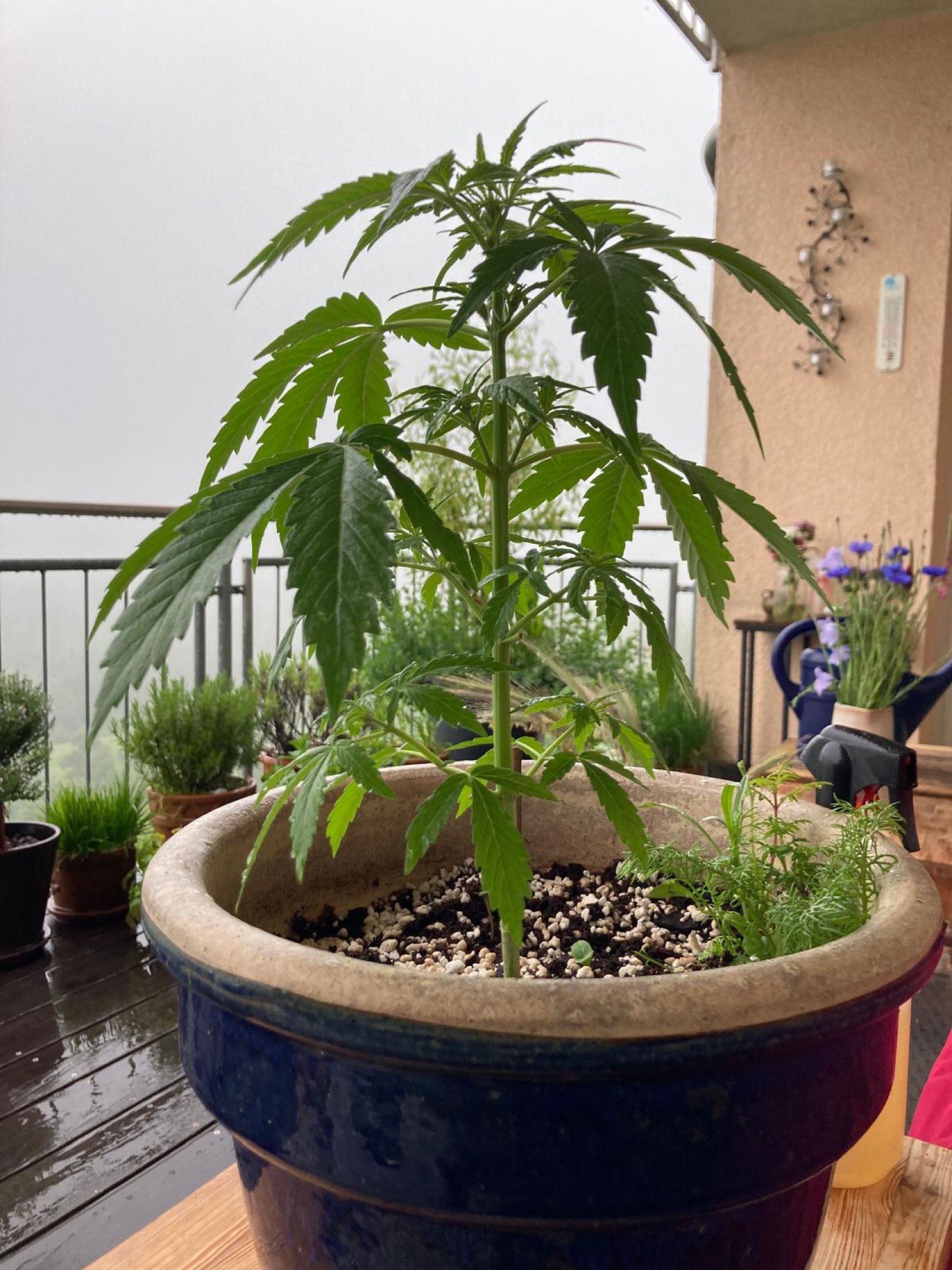 Lemon Wonder Automatic growlog photo 54