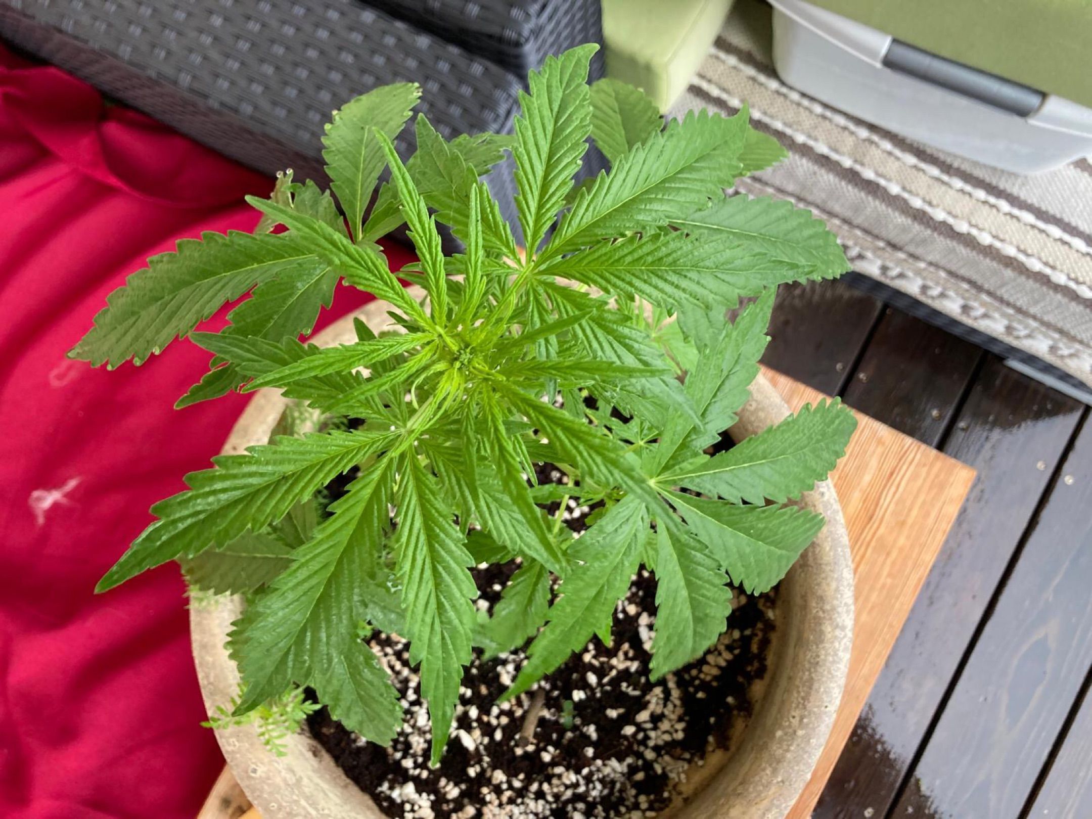 Lemon Wonder Automatic growlog photo 53