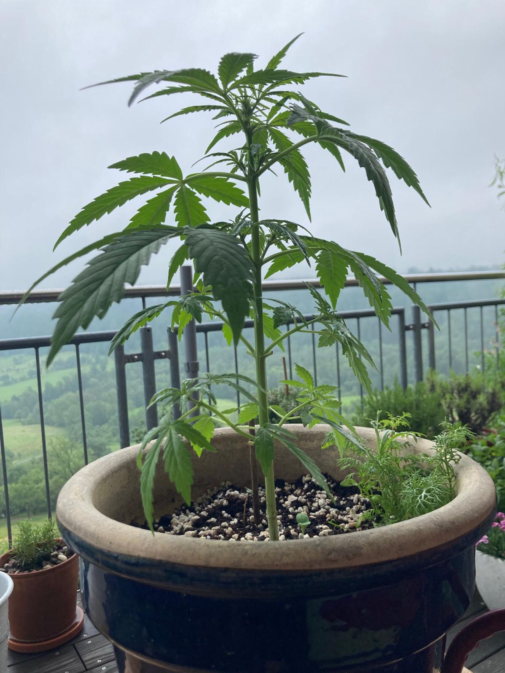 Lemon Wonder Automatic growlog photo 55