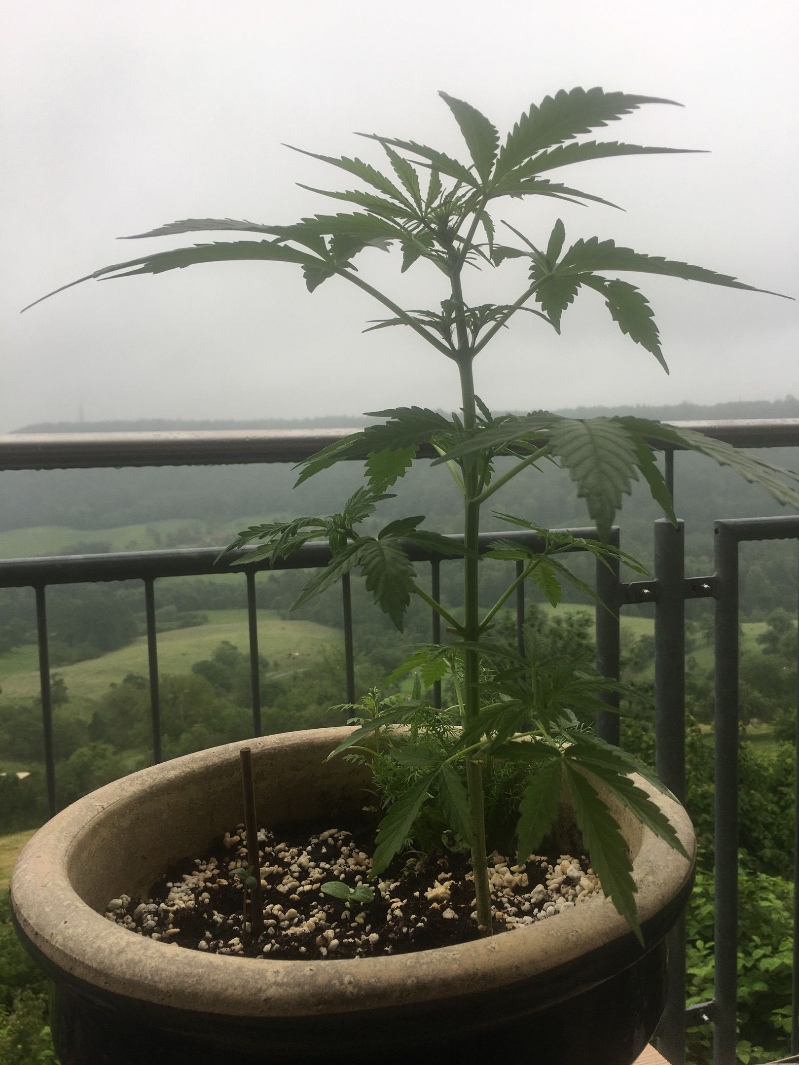 Lemon Wonder Automatic growlog photo 57