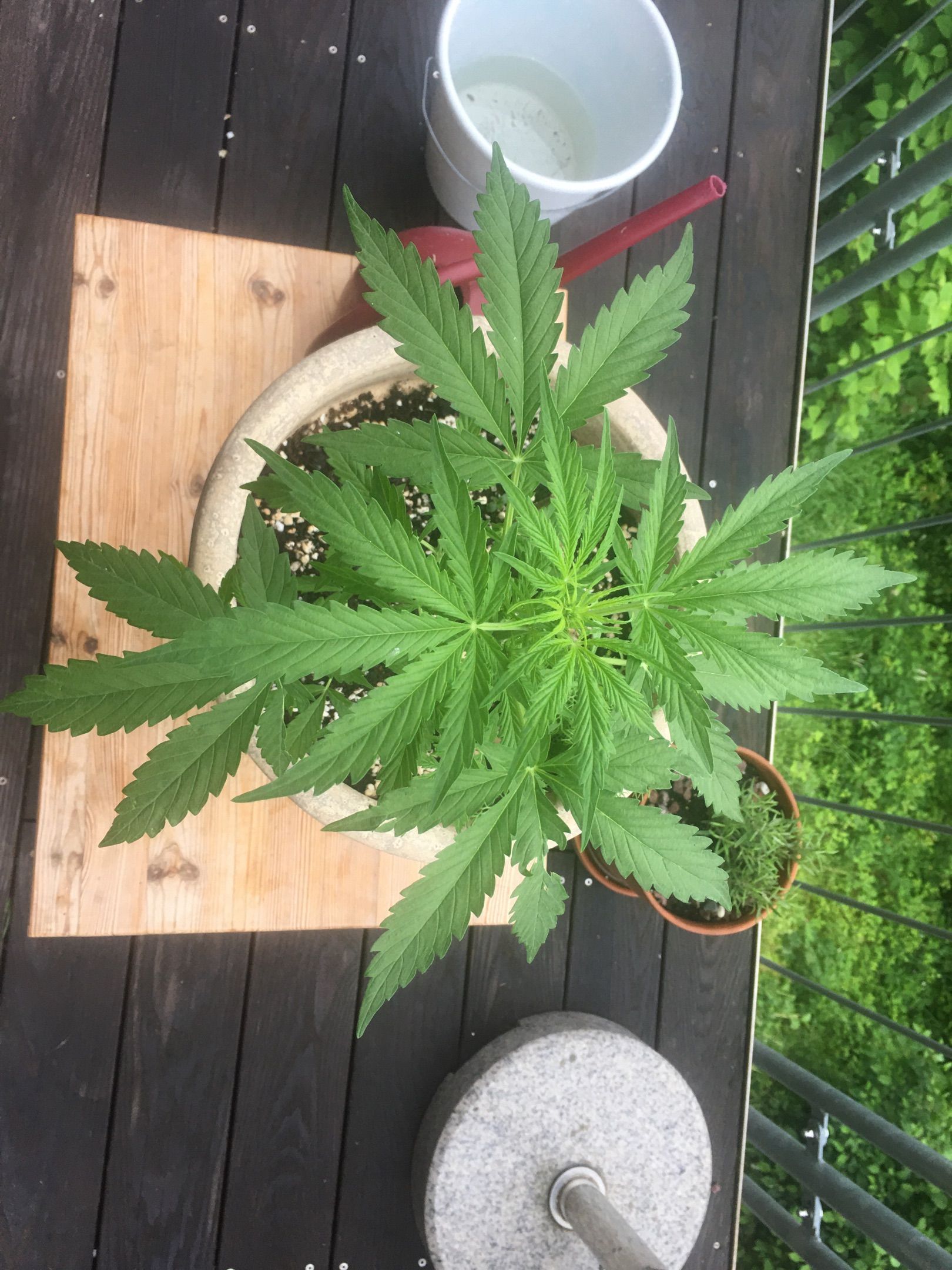 Lemon Wonder Automatic growlog photo 56