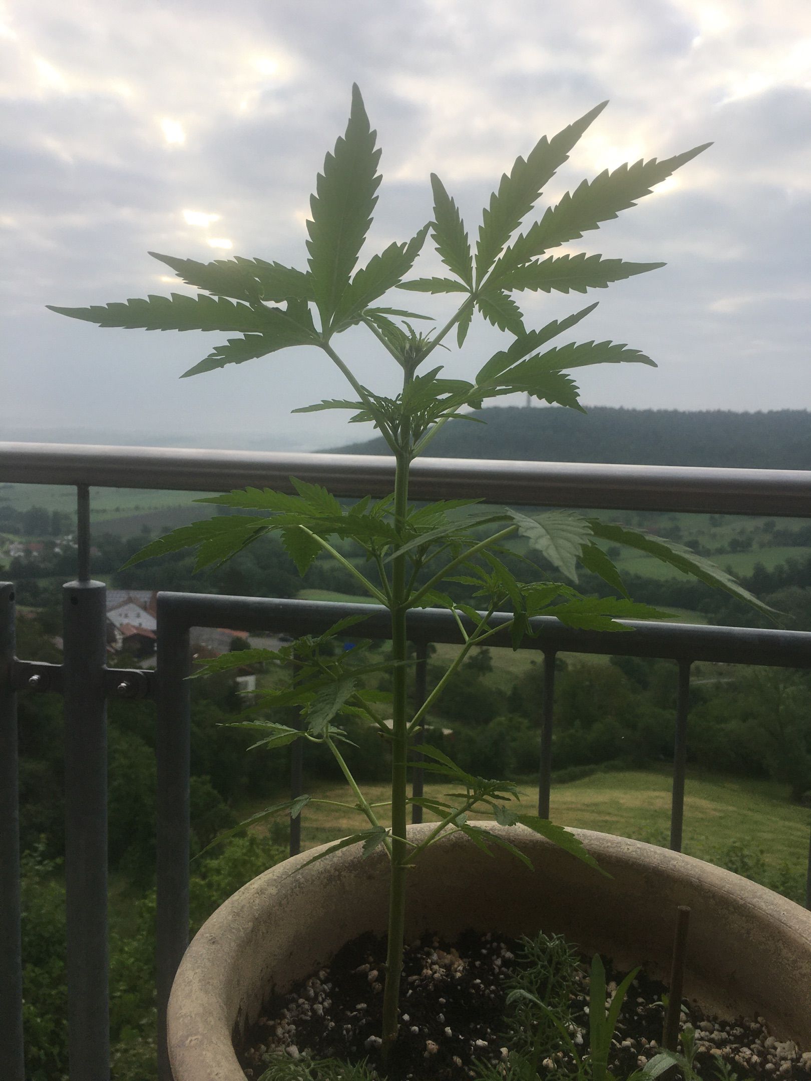 Lemon Wonder Automatic growlog photo 59