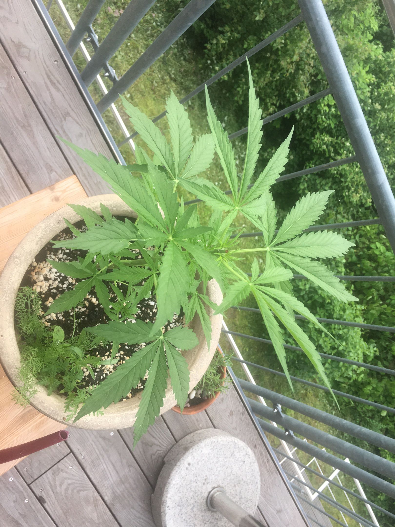 Lemon Wonder Automatic growlog photo 58