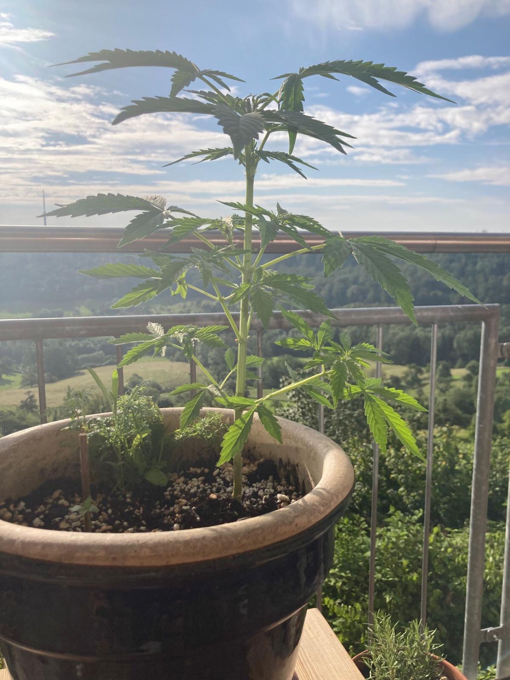 Lemon Wonder Automatic growlog photo 61