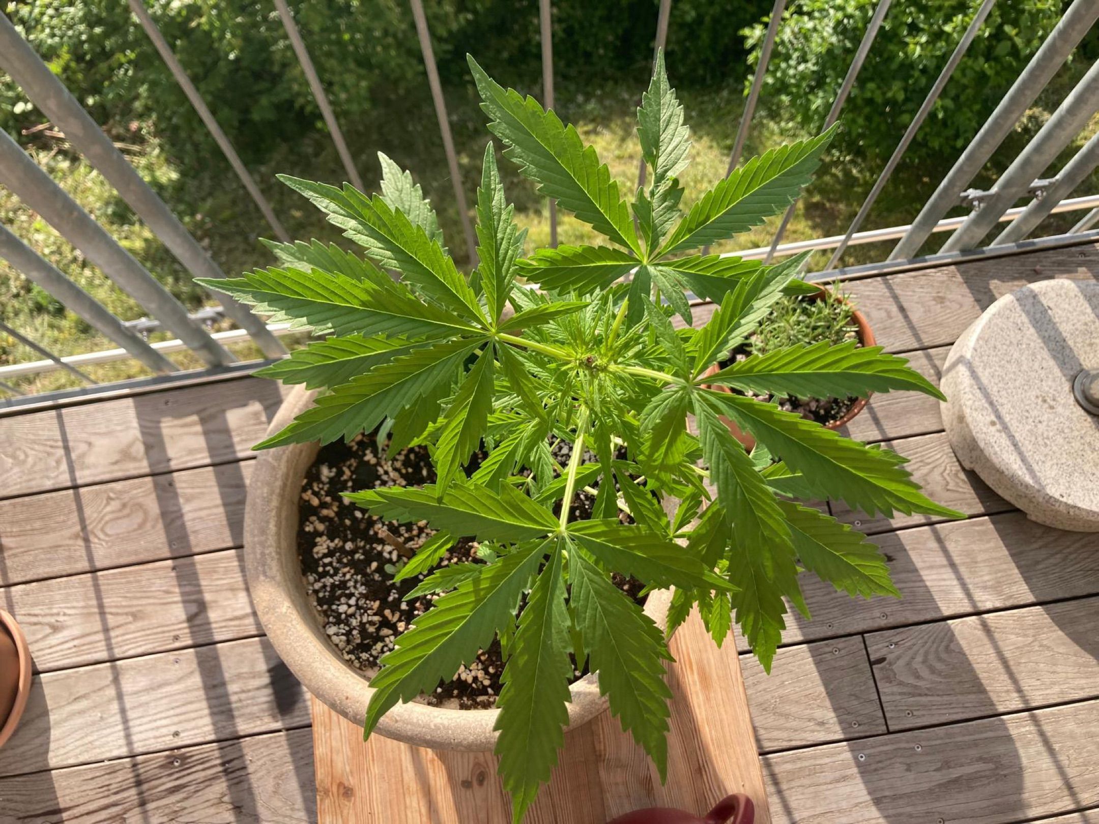 Lemon Wonder Automatic growlog photo 60