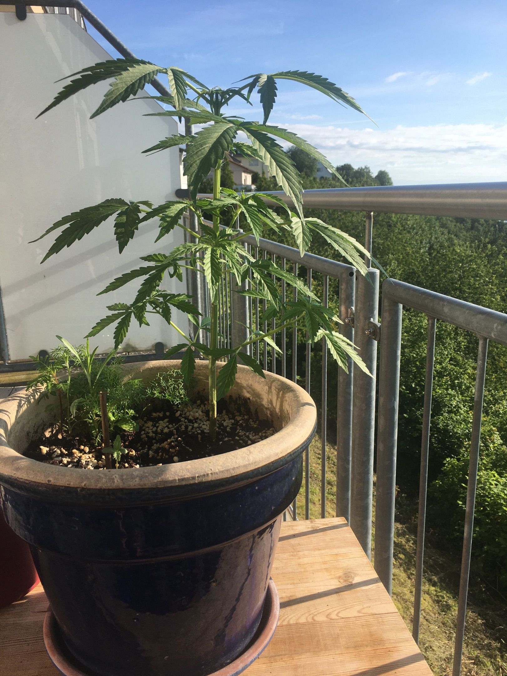 Lemon Wonder Automatic growlog photo 63