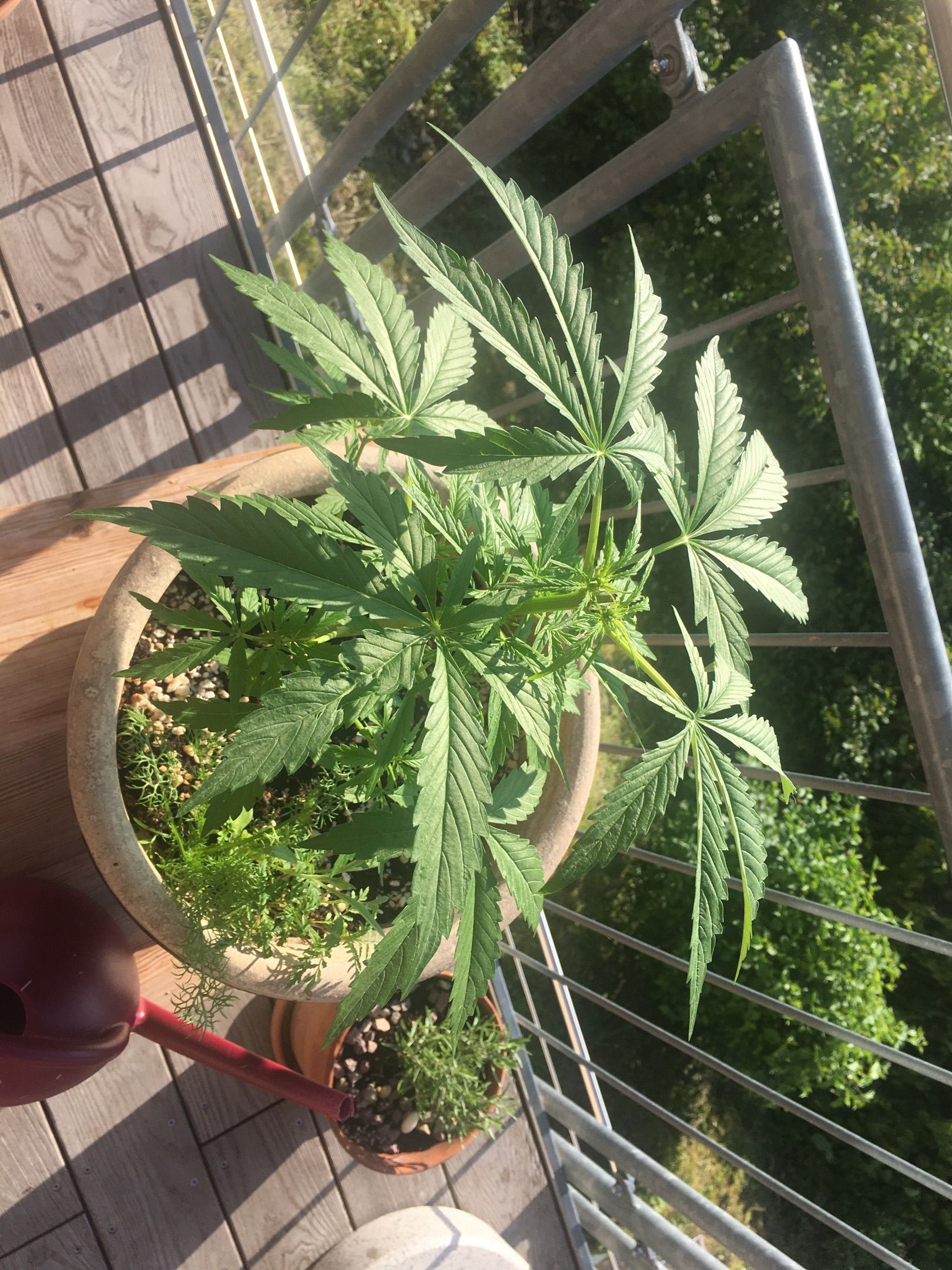 Lemon Wonder Automatic growlog photo 62