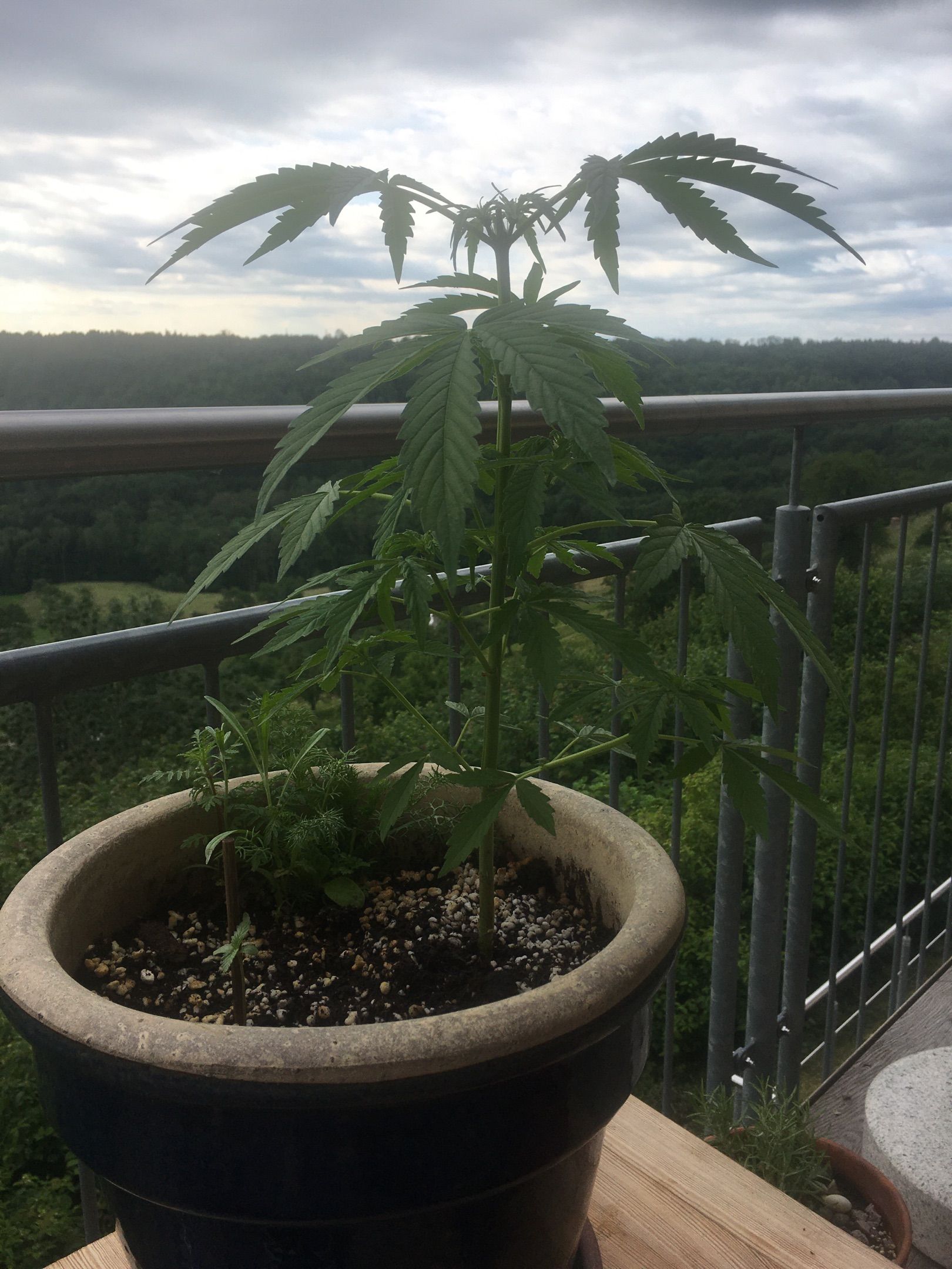 Lemon Wonder Automatic growlog photo 64