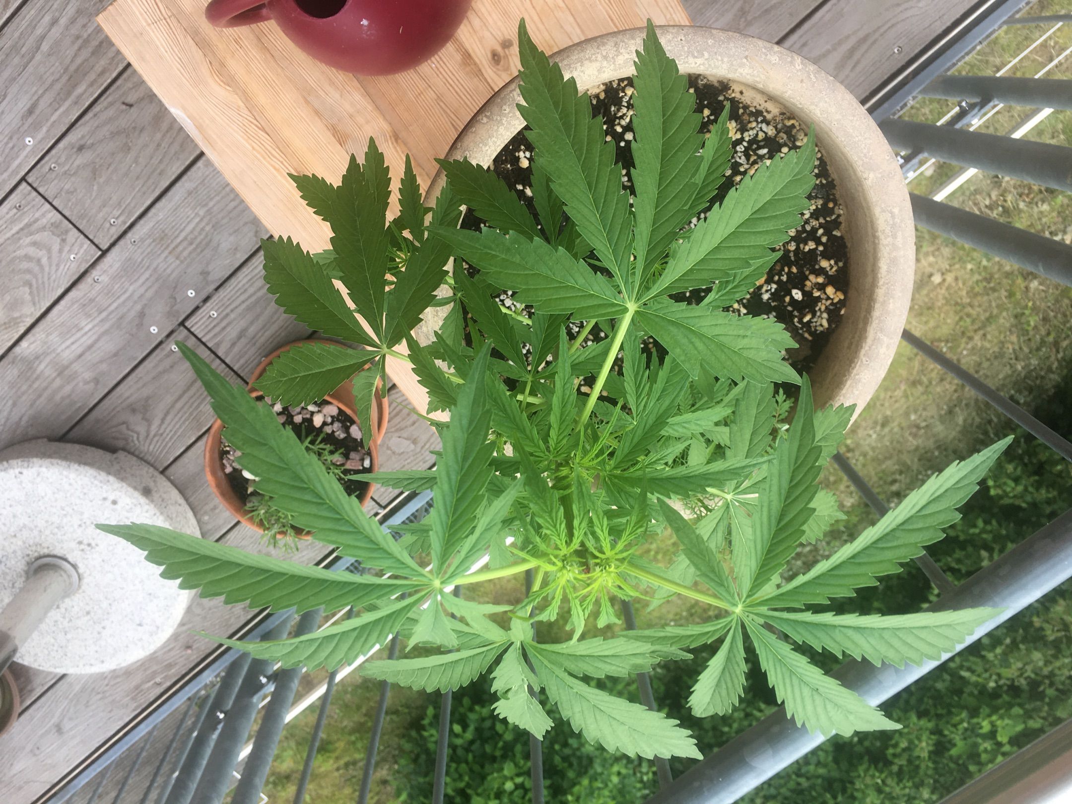 Lemon Wonder Automatic growlog photo 66