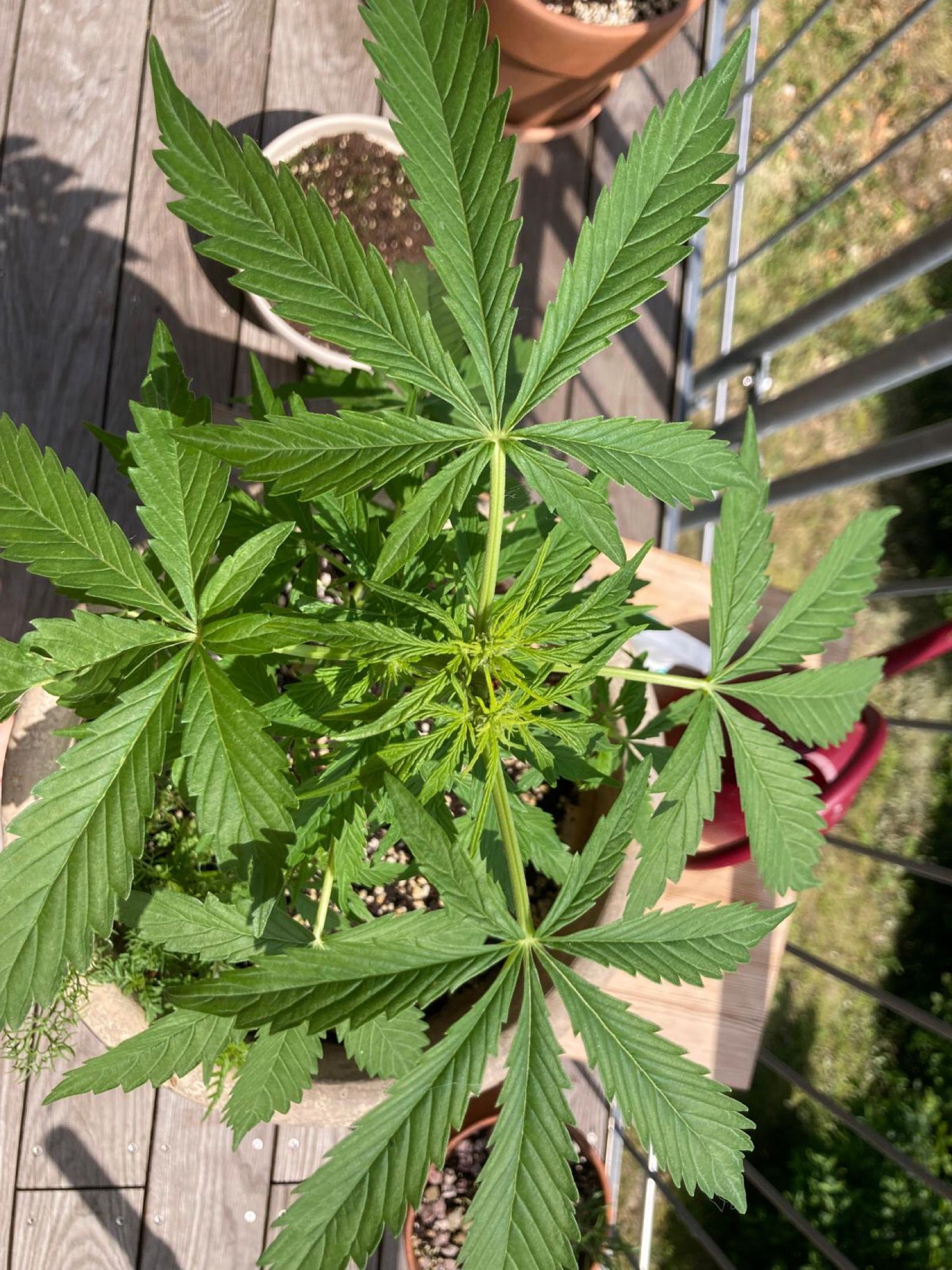 Lemon Wonder Automatic growlog photo 65