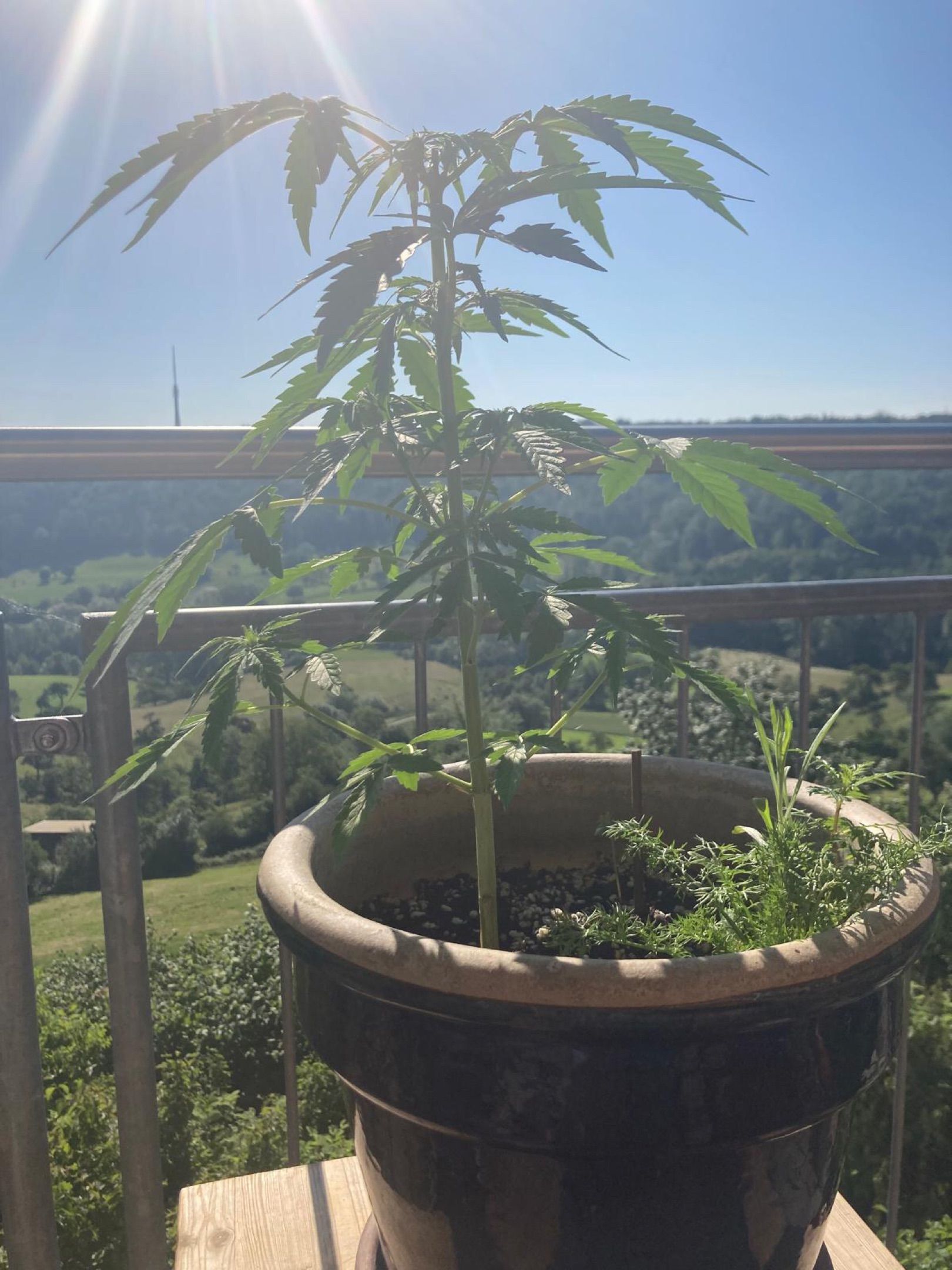 Lemon Wonder Automatic growlog photo 69