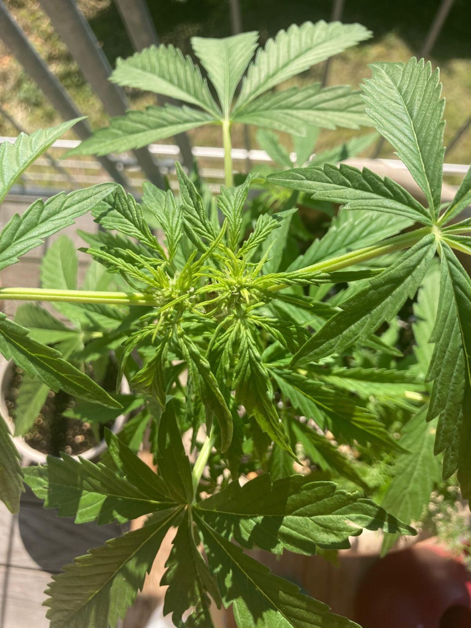Lemon Wonder Automatic growlog photo 68