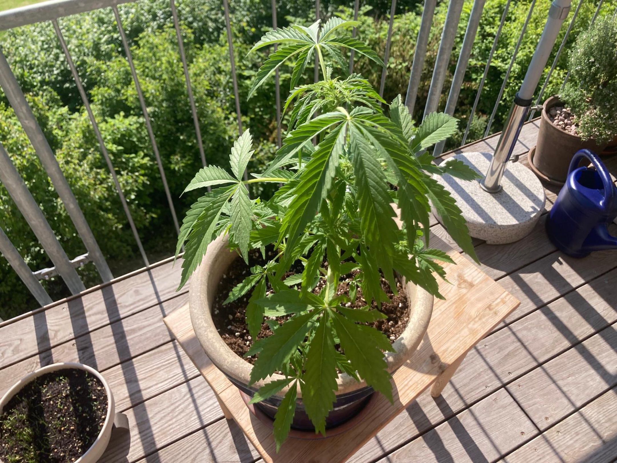 Lemon Wonder Automatic growlog photo 72