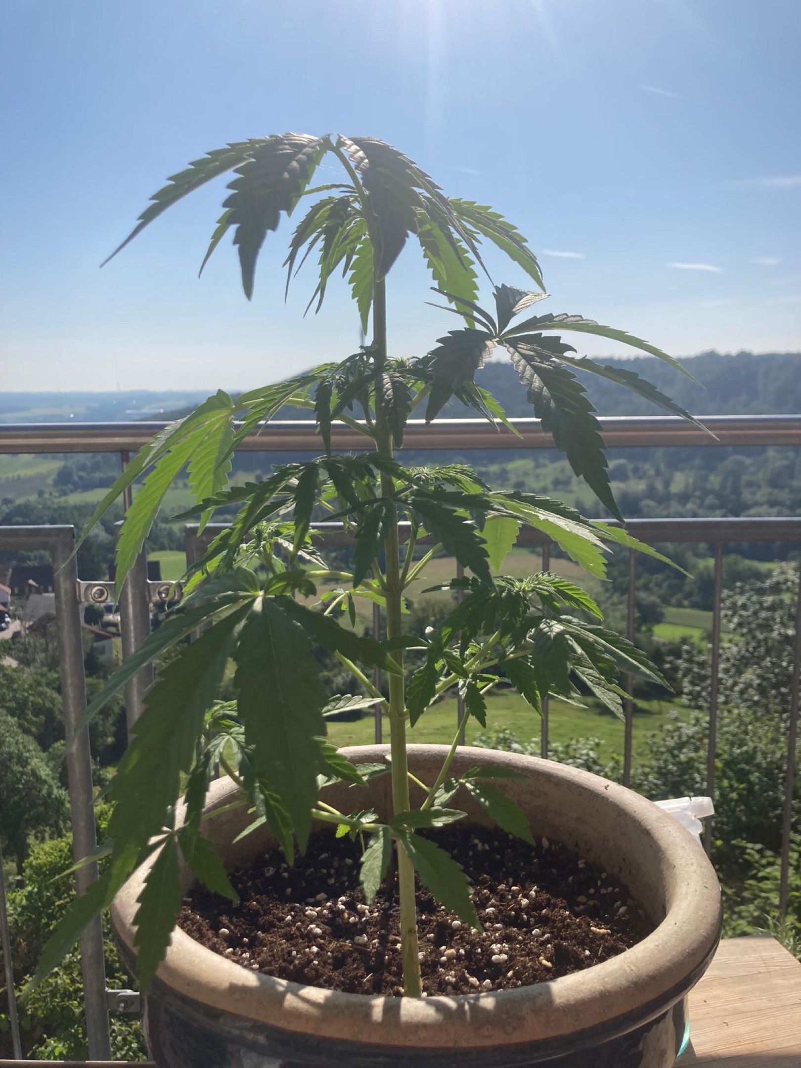 Lemon Wonder Automatic growlog photo 73