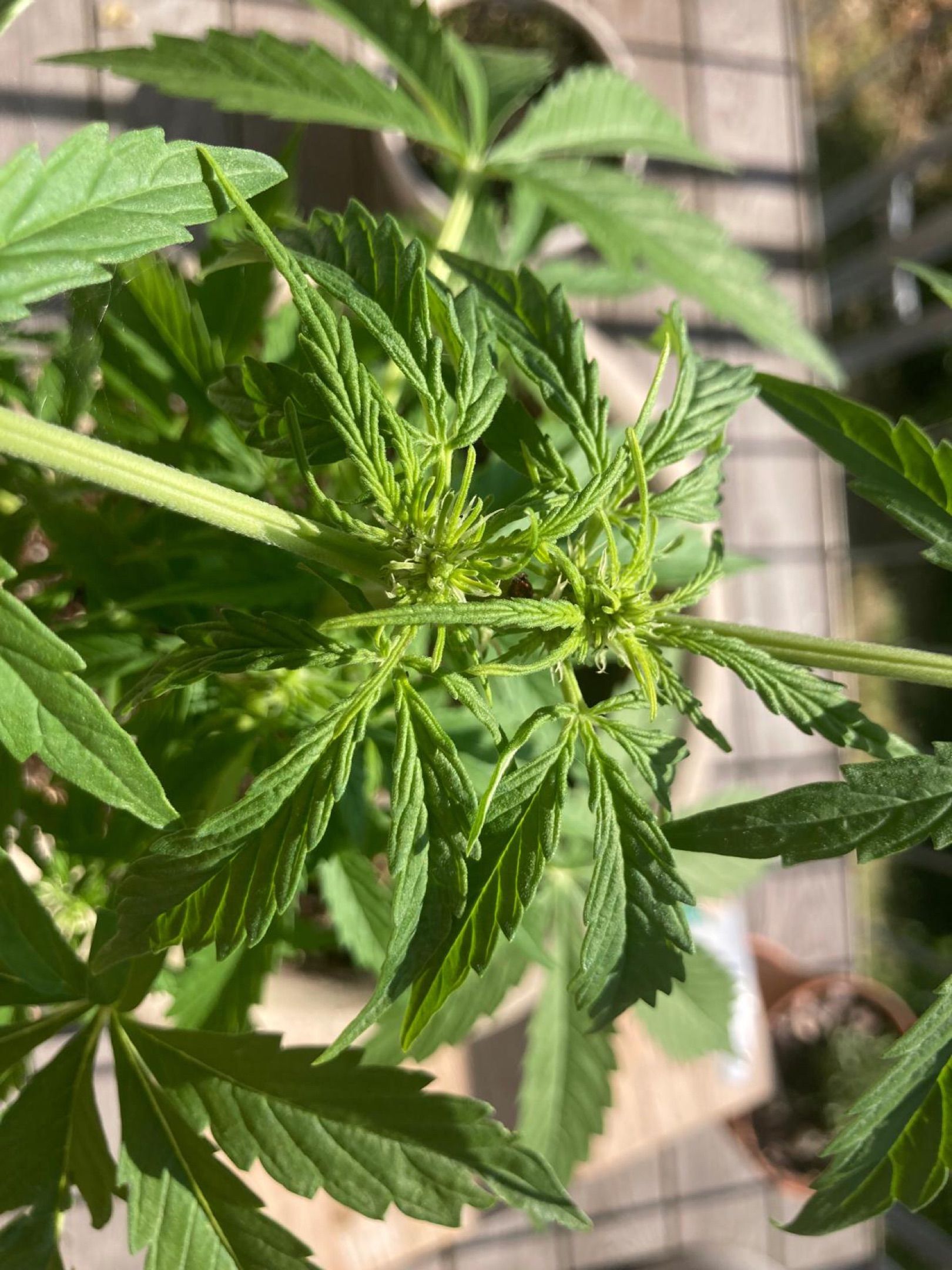 Lemon Wonder Automatic growlog photo 74