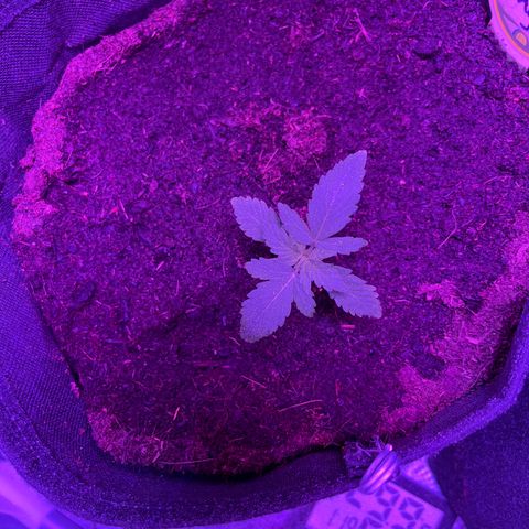 Royal Jack (Auto)  growlog timeline photo