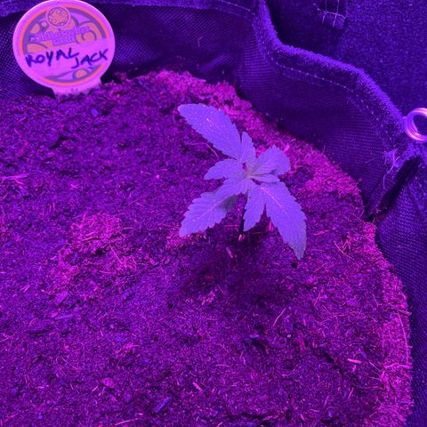 Royal Jack (Auto)  growlog timeline photo