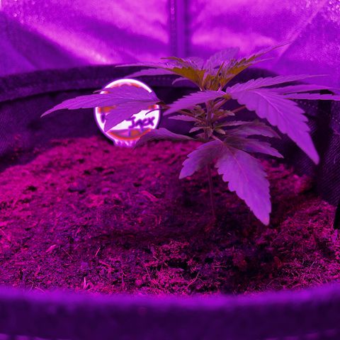 Royal Jack (Auto)  growlog timeline photo