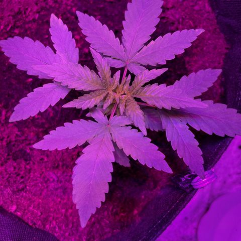 Royal Jack (Auto)  growlog timeline photo