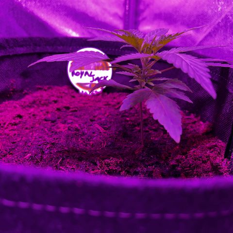 Royal Jack (Auto)  growlog timeline photo