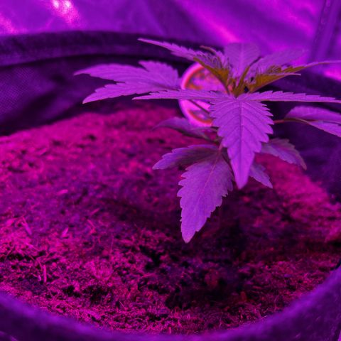 Royal Jack (Auto)  growlog timeline photo