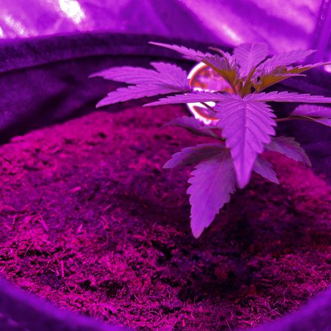 Royal Jack (Auto)  growlog timeline photo